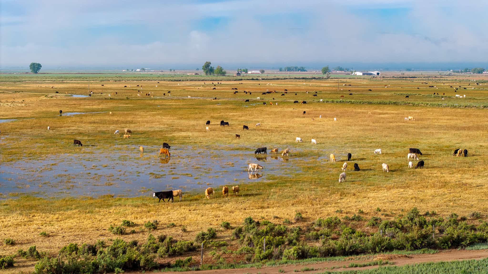 Colorado Alfalfa Farm and Waterfowl Duck Hunting Property