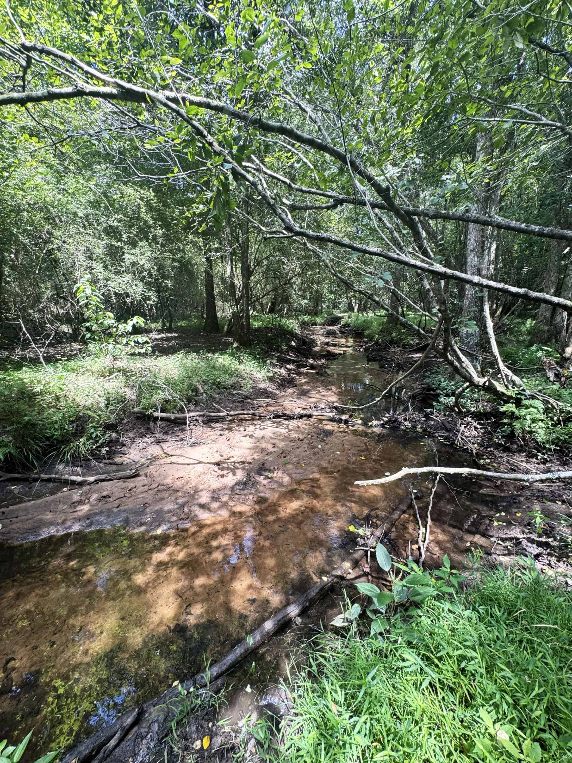 Cotton House Tract: premier 545ac hunting & recreational property in Randolph Cty