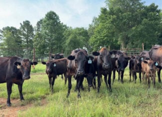 East TX Cattle Ranch & Hunting Land, Marshall Tx For Sale