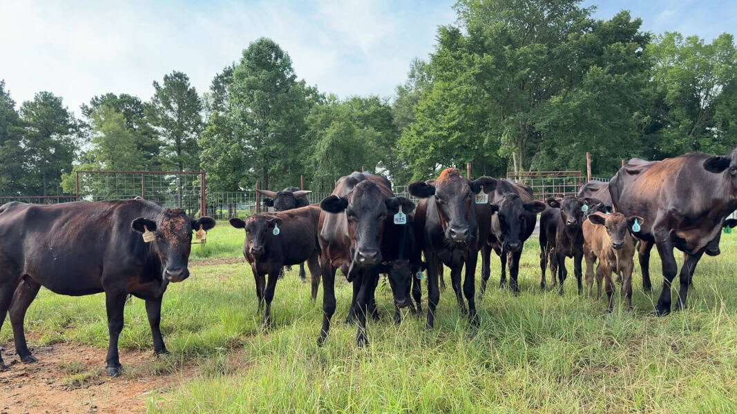 East TX Cattle Ranch & Hunting Land, Marshall Tx For Sale