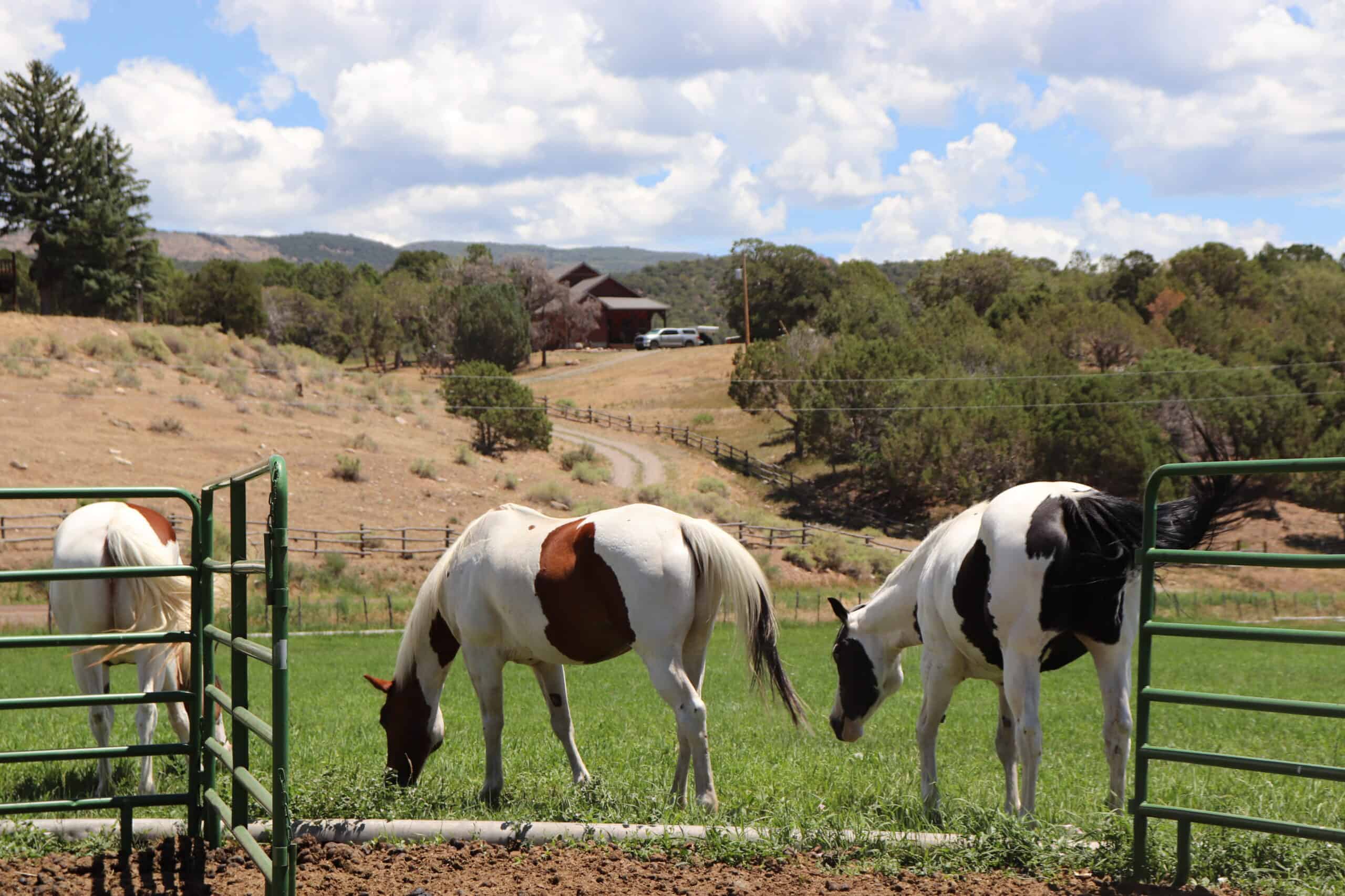 Colorado Horse Property with Multiple Homes & Irrigated Land