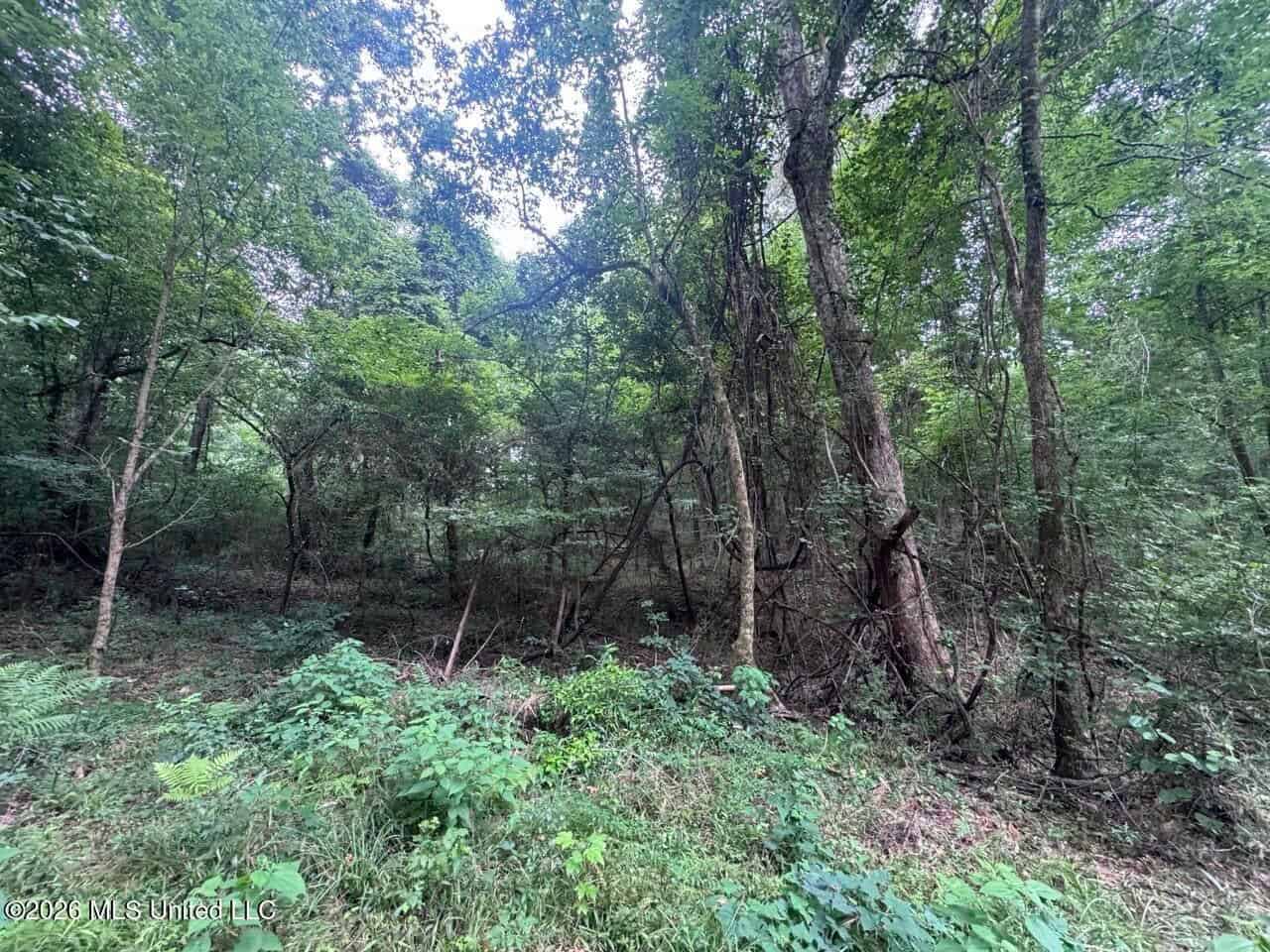 98± Acres in Natchez, MS on Second Creek