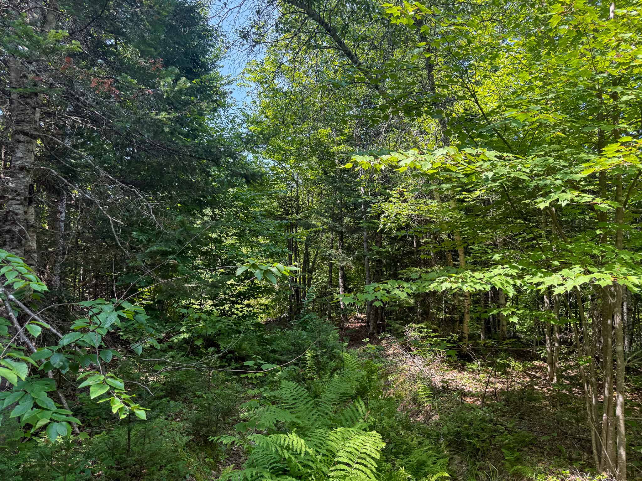 51.2 Acres & Private Cabin in the Maine Woods