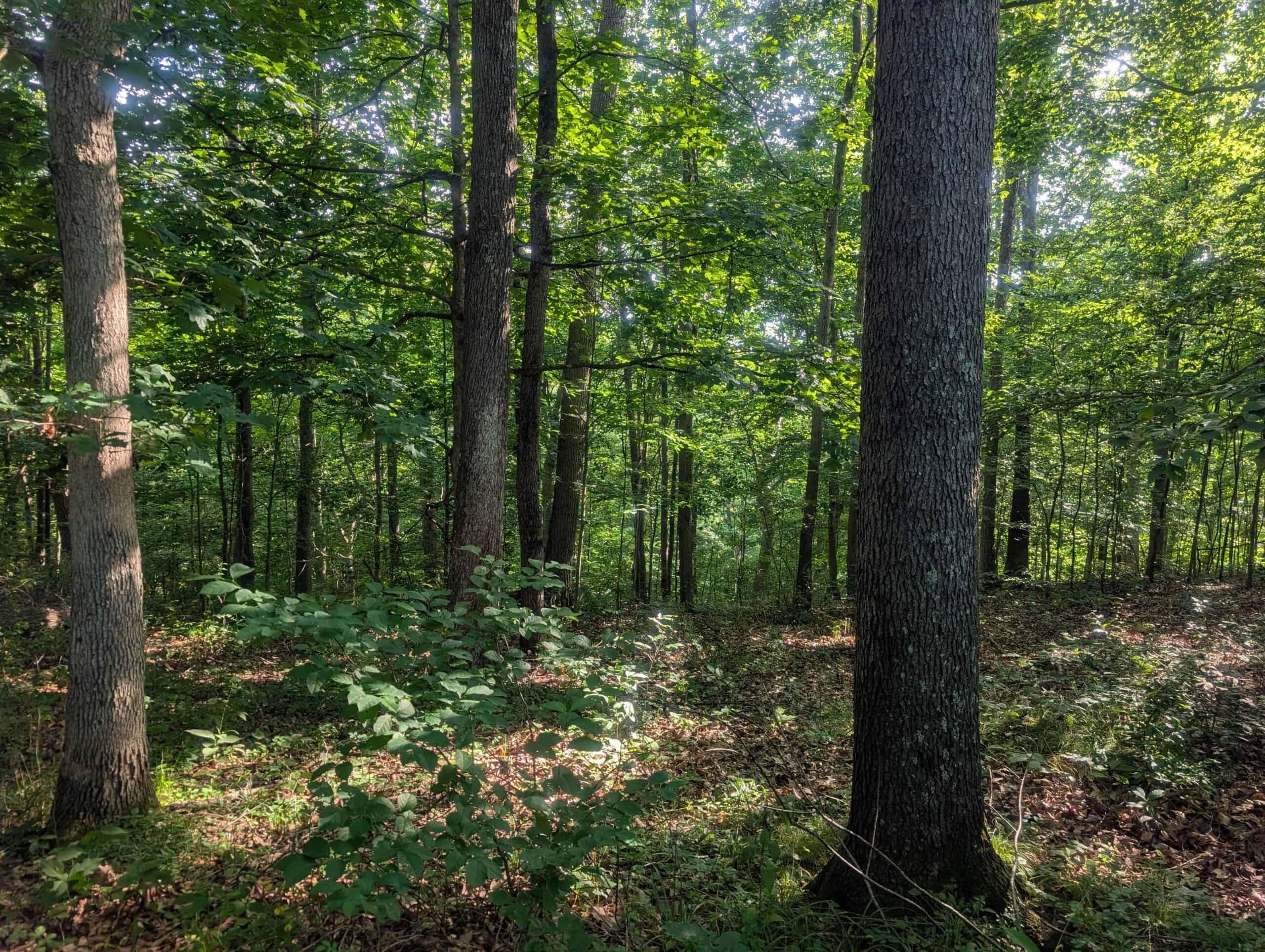 Dream Turnkey Morgan County Hunting Property