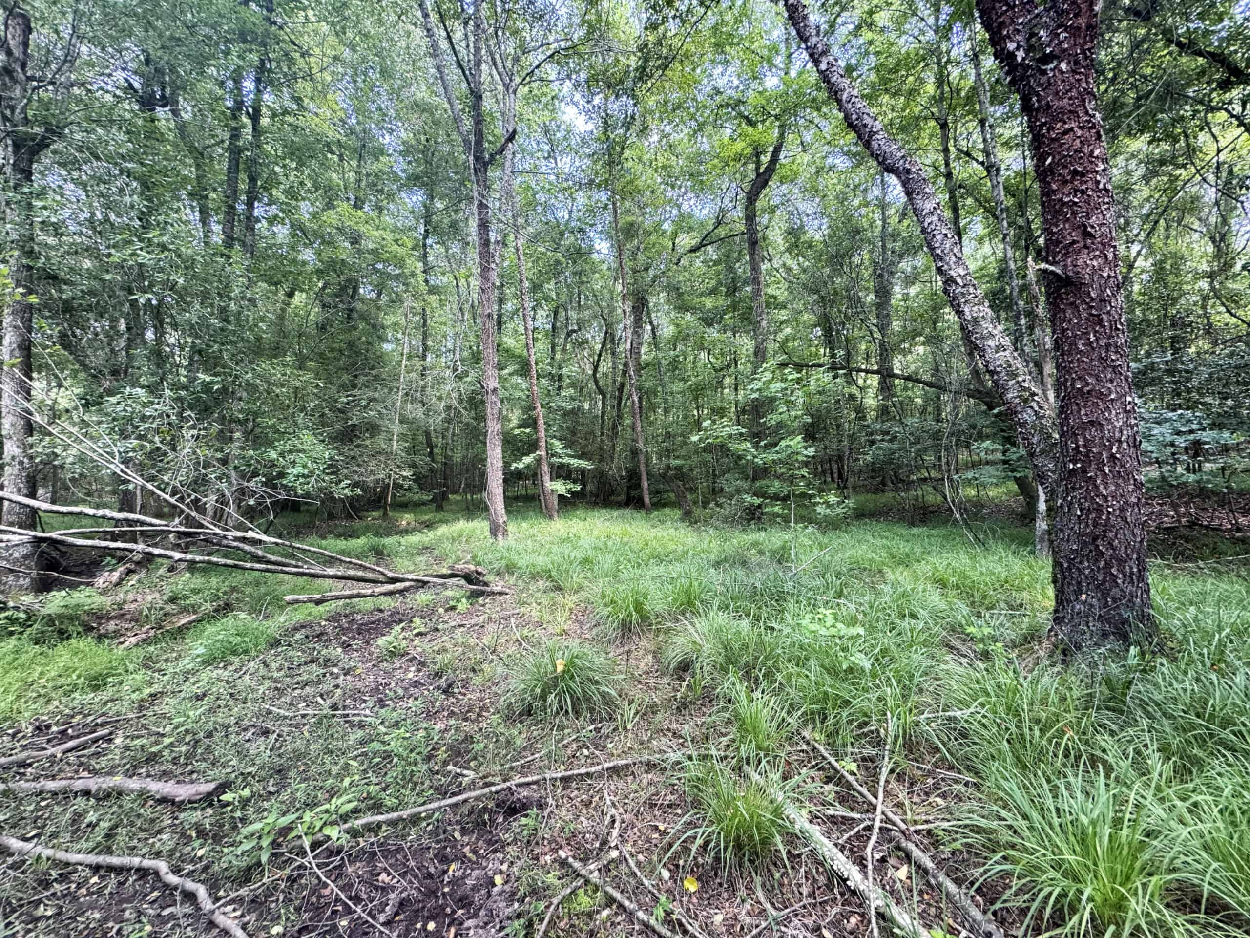 Cotton House Tract: premier 545ac hunting & recreational property in Randolph Cty