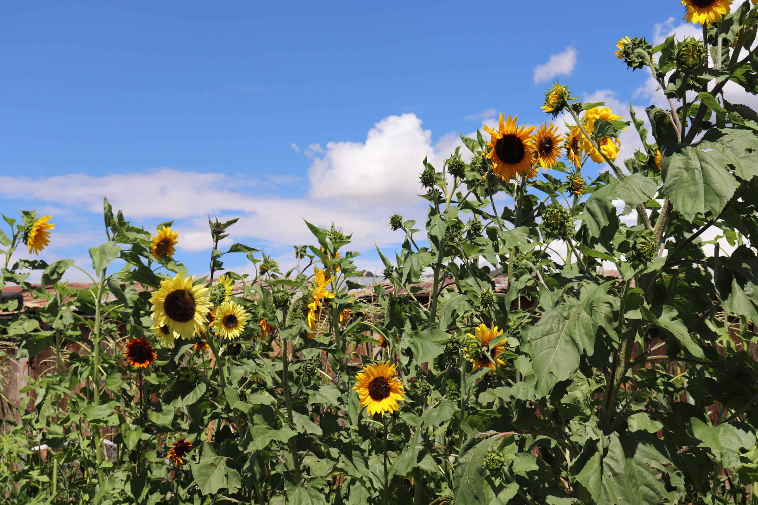 Colorado Horse Property with Multiple Homes & Irrigated Land