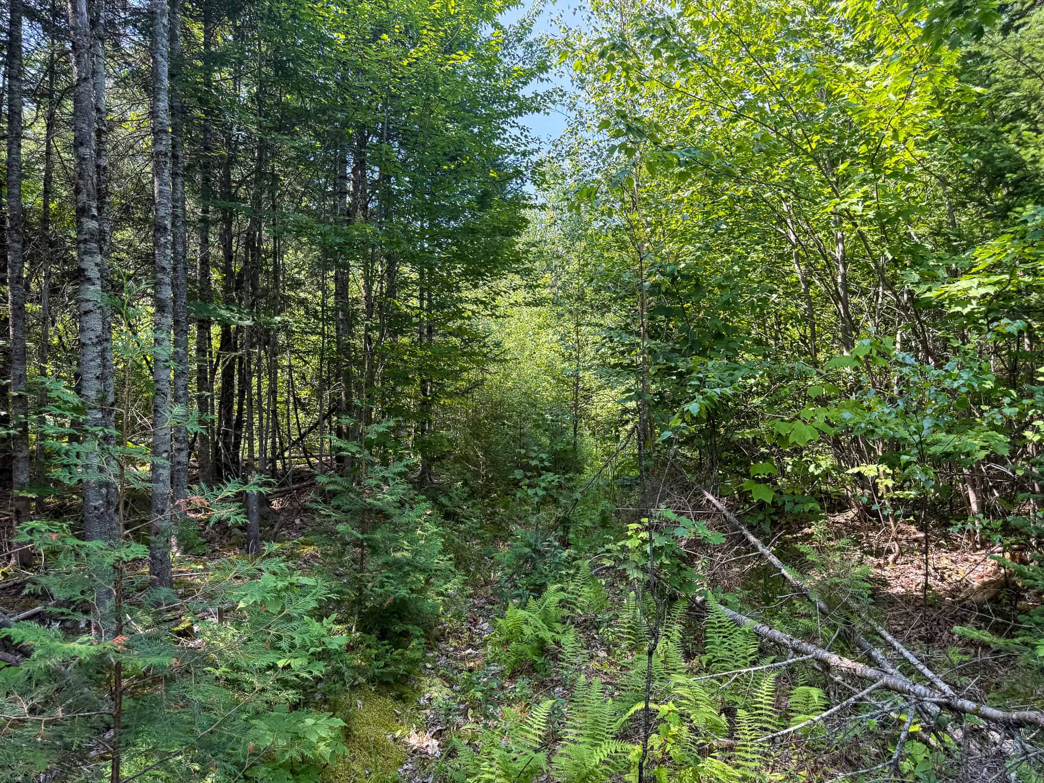 51.2 Acres & Private Cabin in the Maine Woods