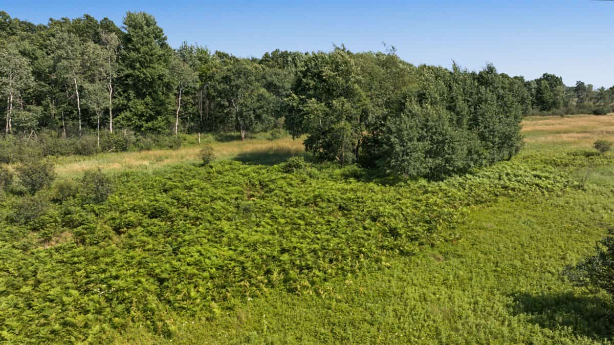 Wisconsin Conservation Land for Sale | 97± Acres in Monroe County