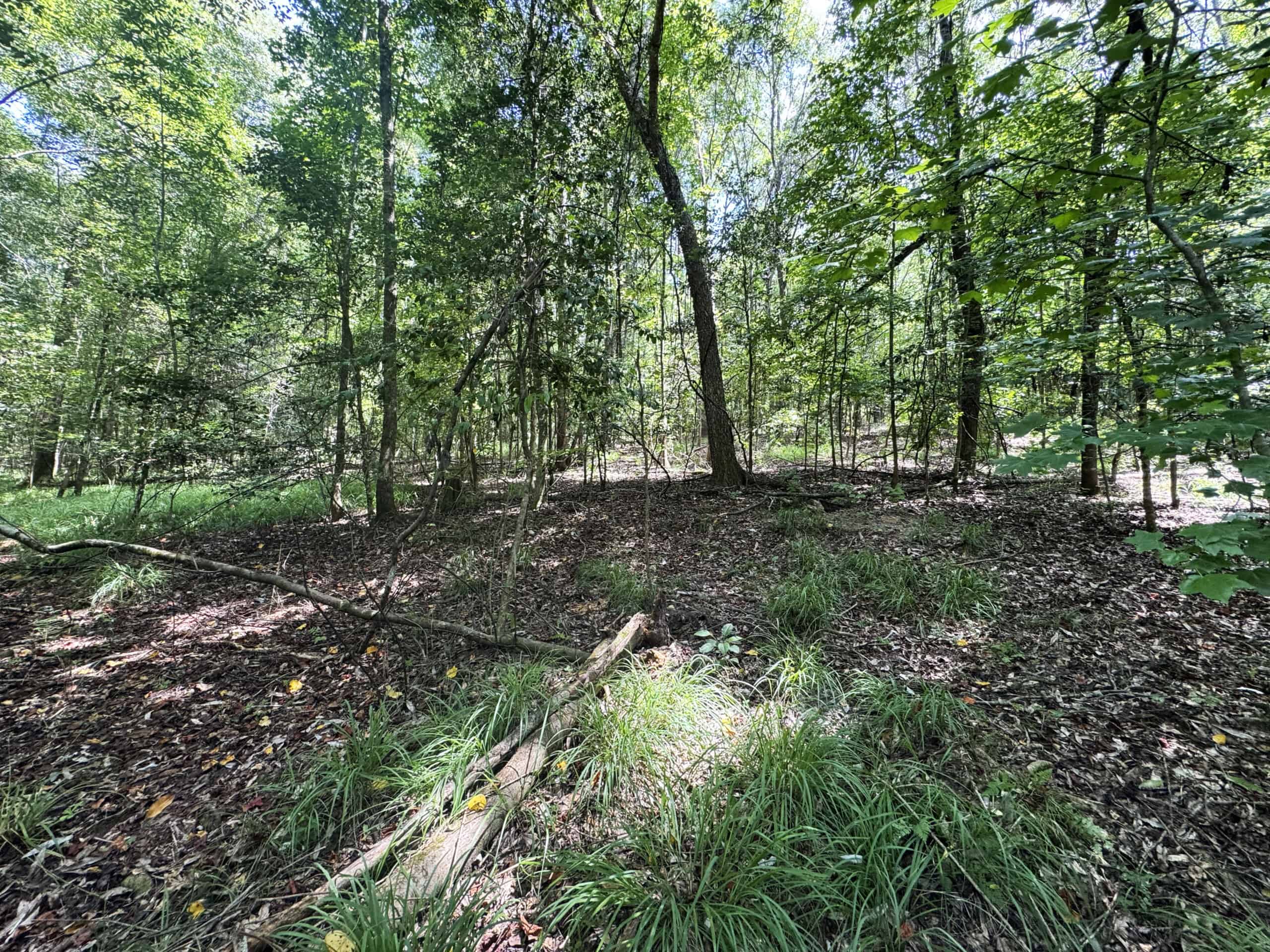 Cotton House Tract: premier 545ac hunting & recreational property in Randolph Cty