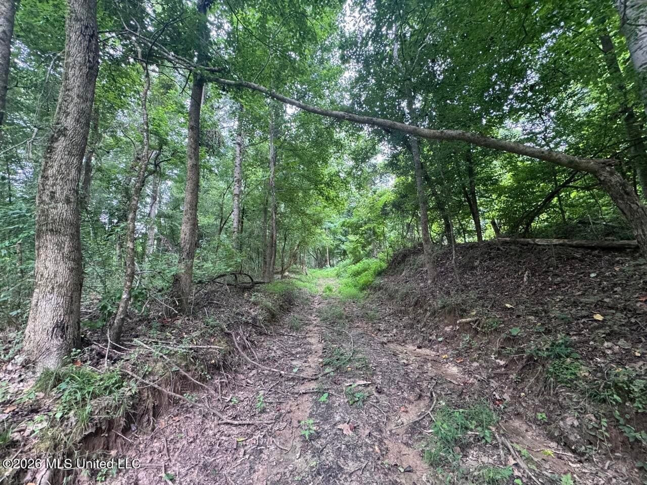 98± Acres in Natchez, MS on Second Creek