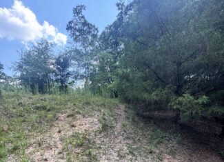 Cotton House Tract: premier 545ac hunting & recreational property in Randolph Cty