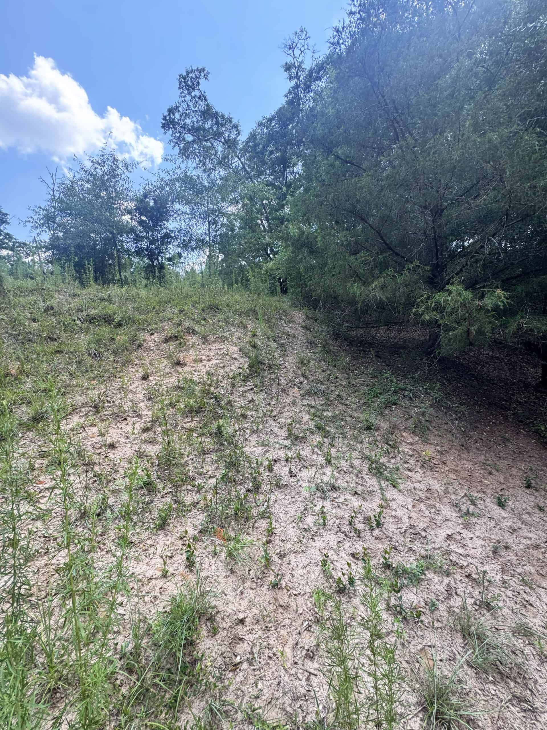 Cotton House Tract: premier 545ac hunting & recreational property in Randolph Cty