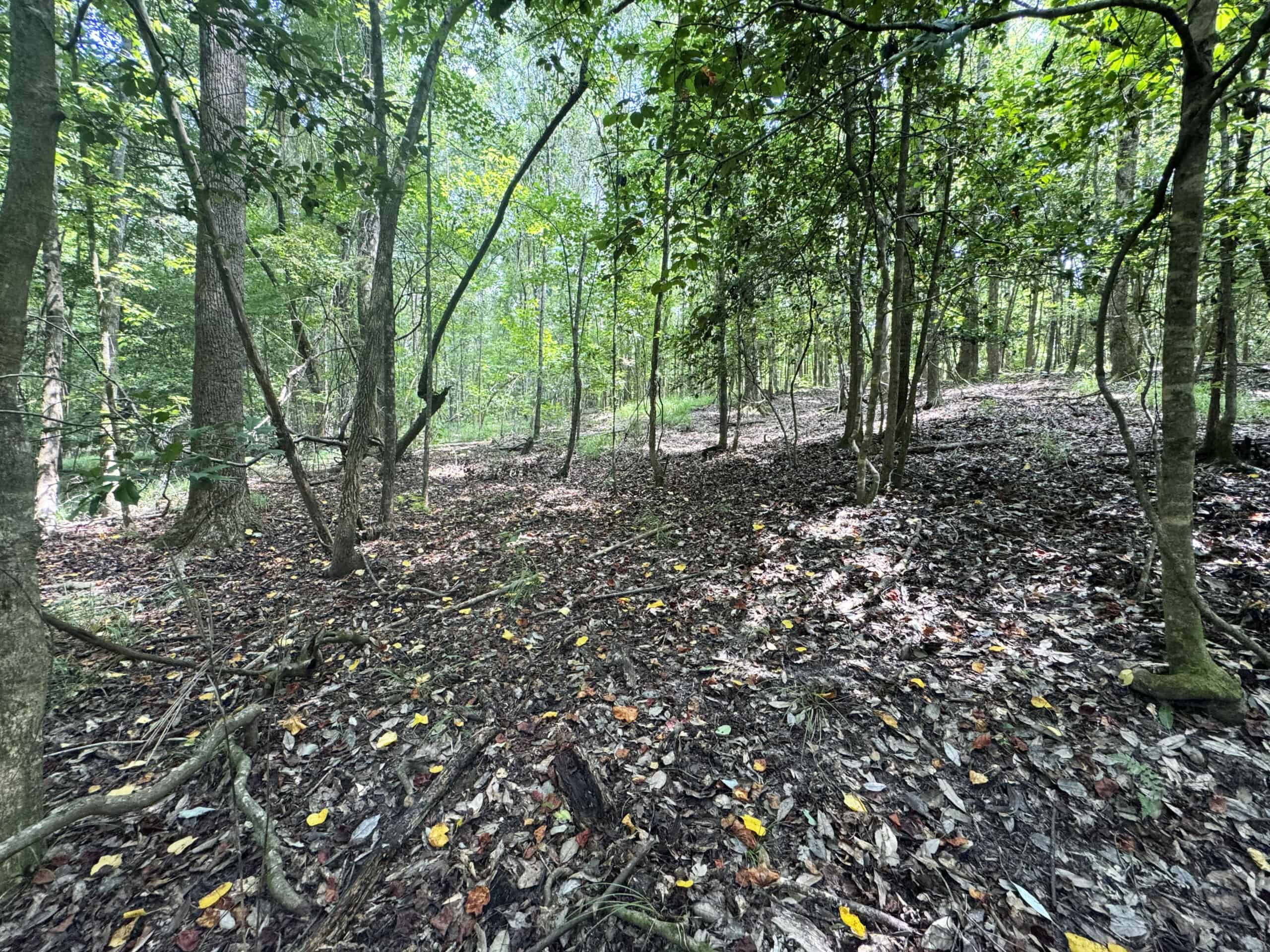 Cotton House Tract: premier 545ac hunting & recreational property in Randolph Cty