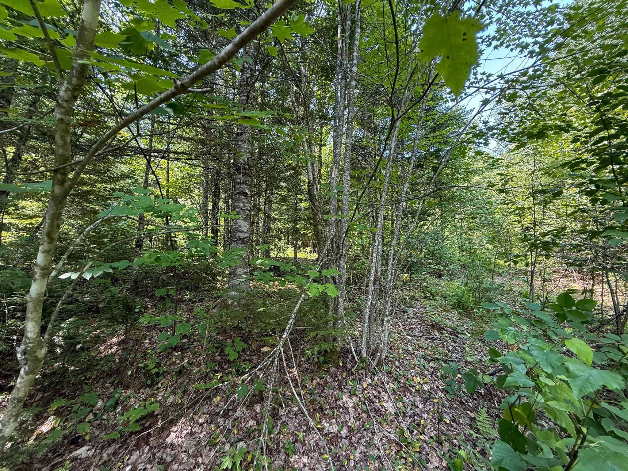 51.2 Acres & Private Cabin in the Maine Woods