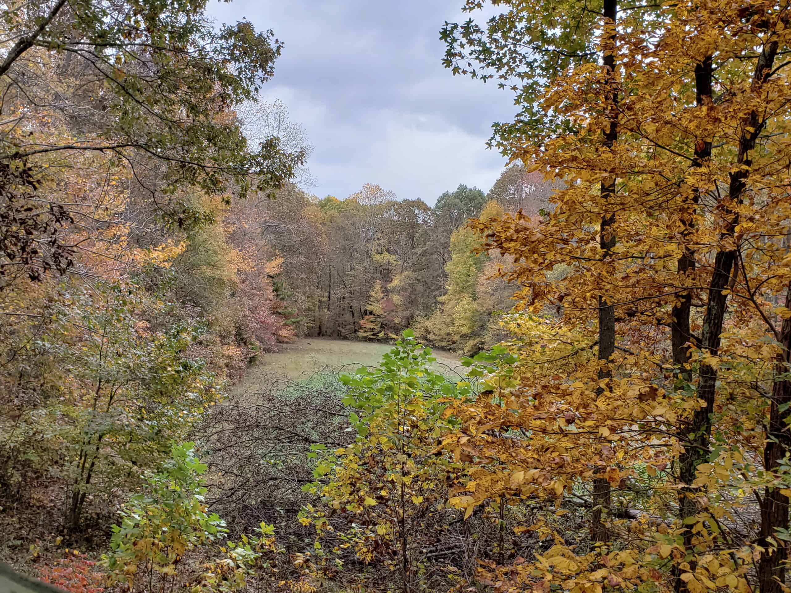 147 Acre Hunting Farm in Weakley County TN with Timber