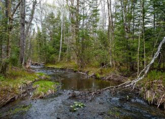 109.54 Acres of Maine Land with Brook Frontage