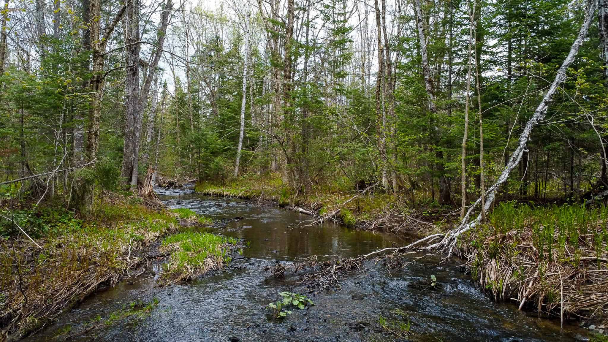 109.54 Acres of Maine Land with Brook Frontage