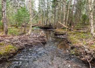 109.54 Acres of Maine Land with Brook Frontage