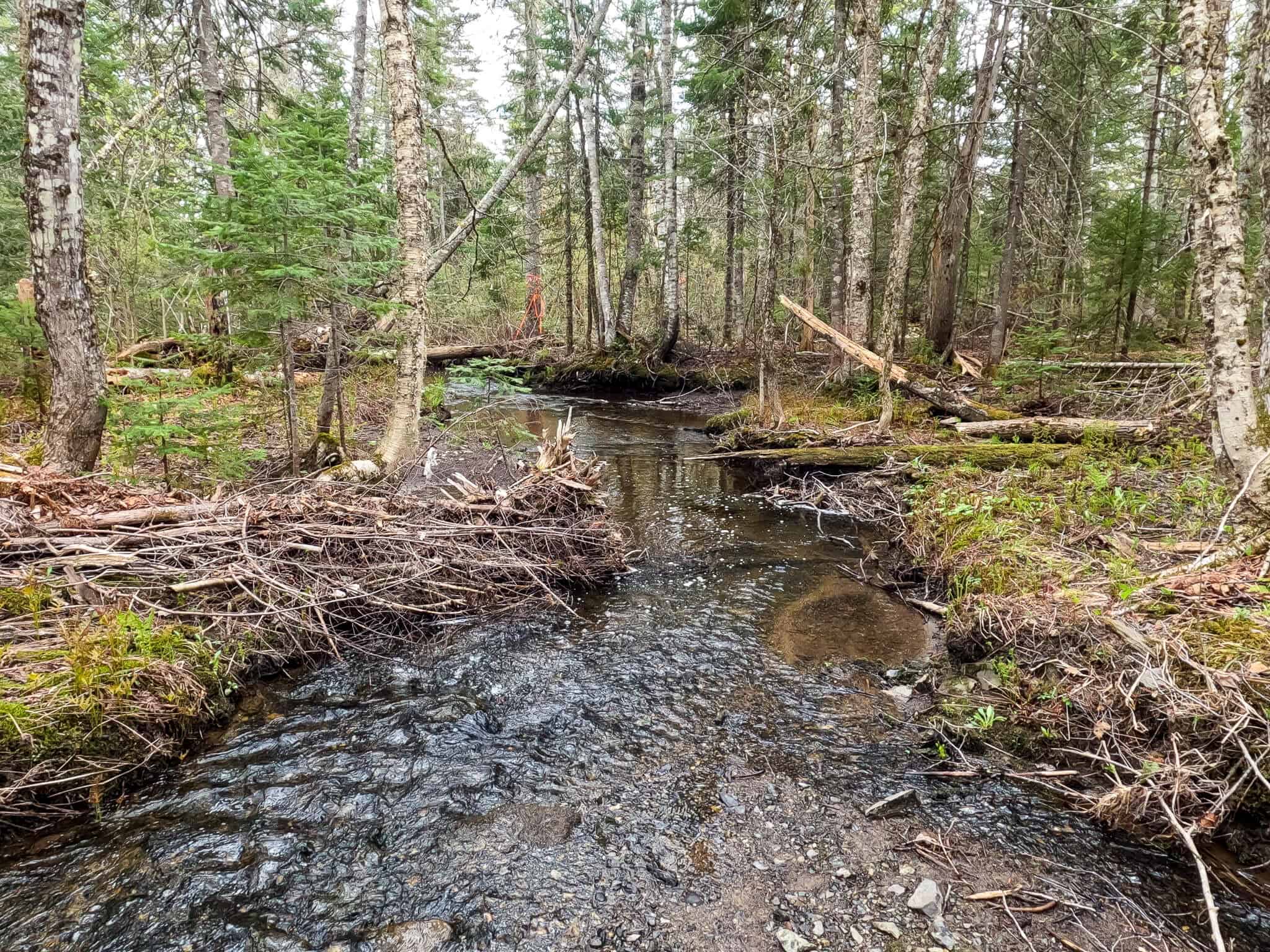 109.54 Acres of Maine Land with Brook Frontage
