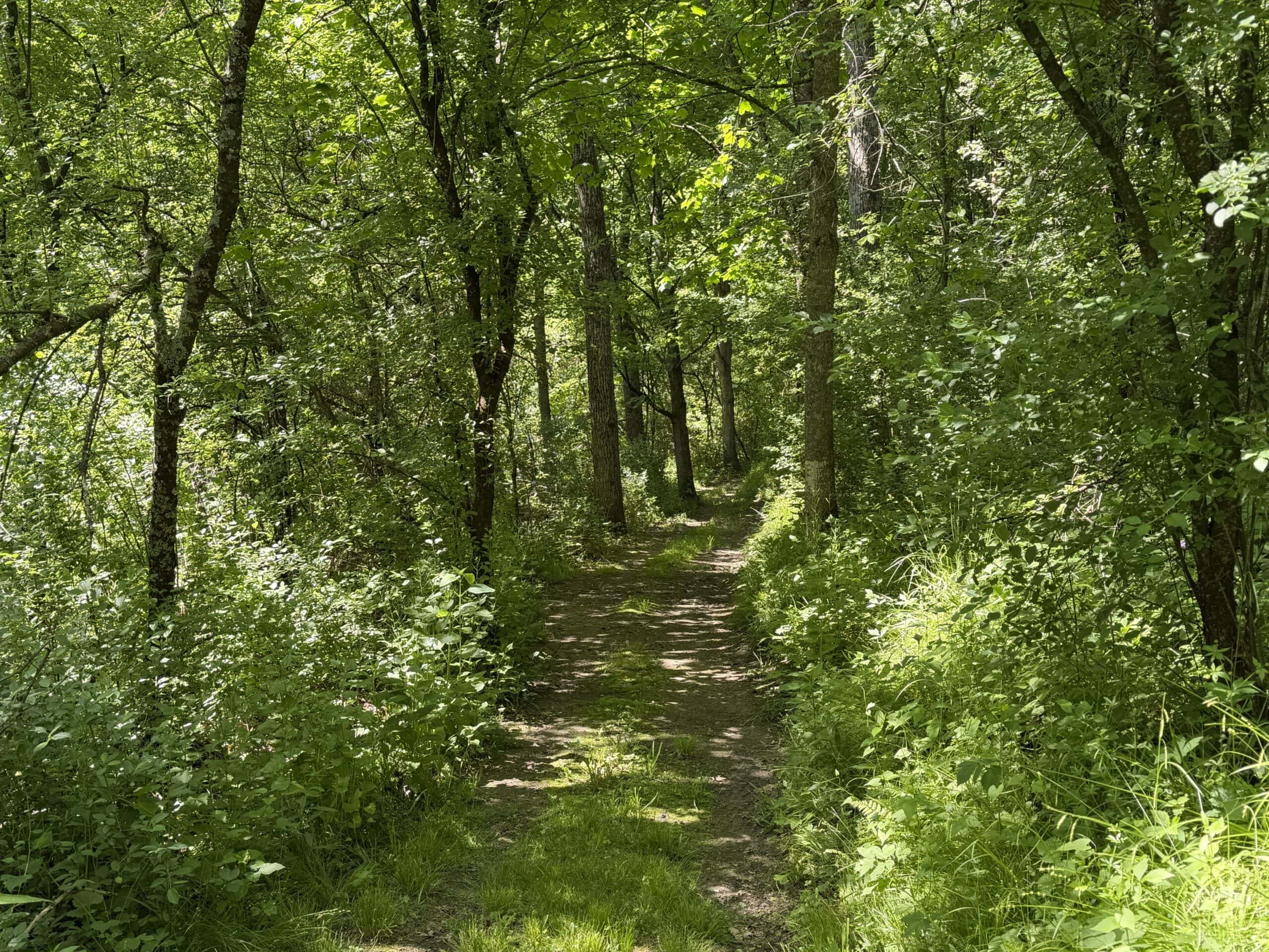 13.9 Wooded Acres, Log Home, SW Wisconsin Driftless Region For Sale