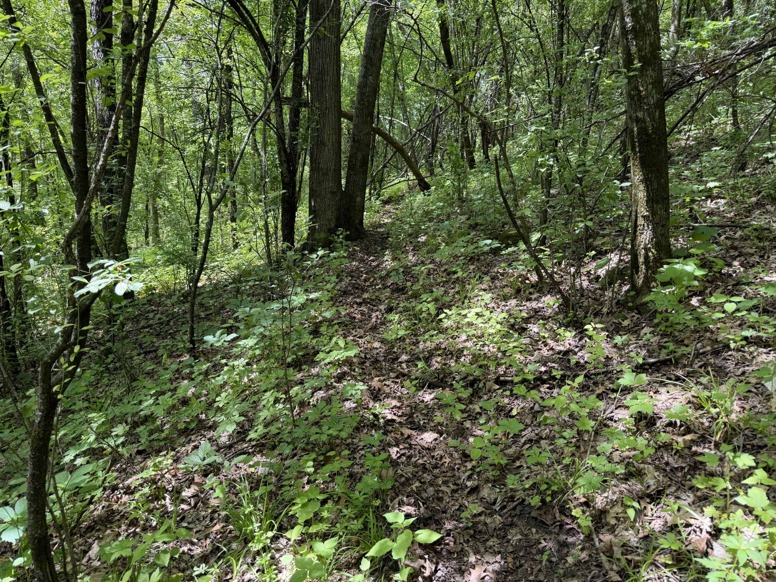13.9 Wooded Acres, Log Home, SW Wisconsin Driftless Region For Sale