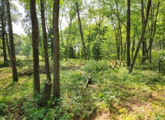 Prime whitetail deer hunting Waushara County WI