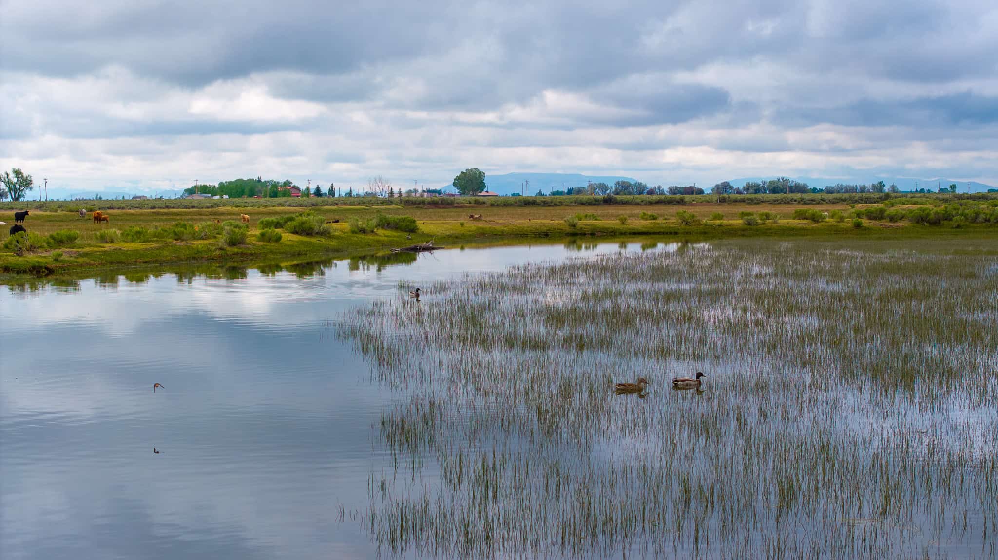 Colorado Alfalfa Farm and Waterfowl Duck Hunting Property