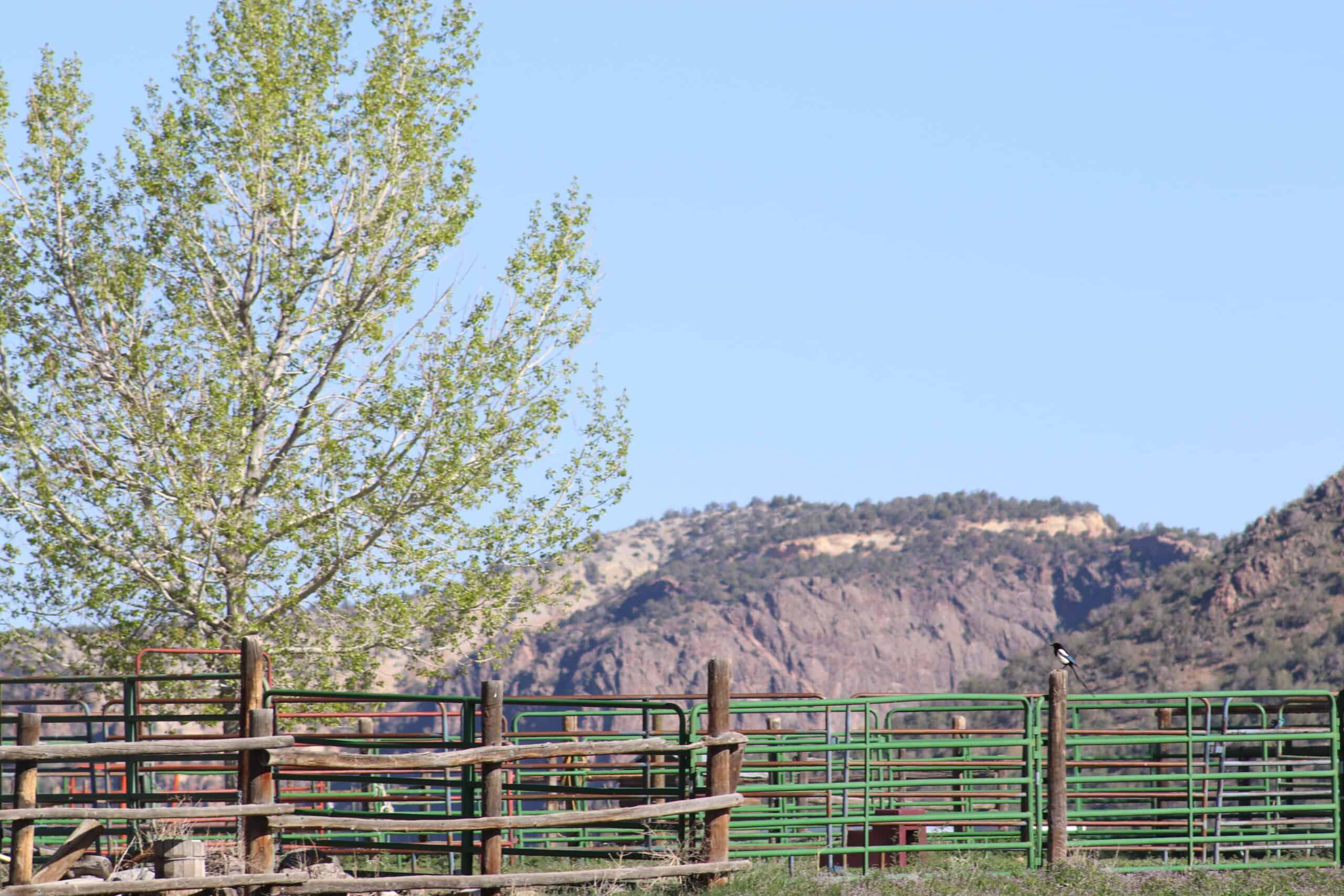 Colorado Horse Property with Multiple Homes & Irrigated Land