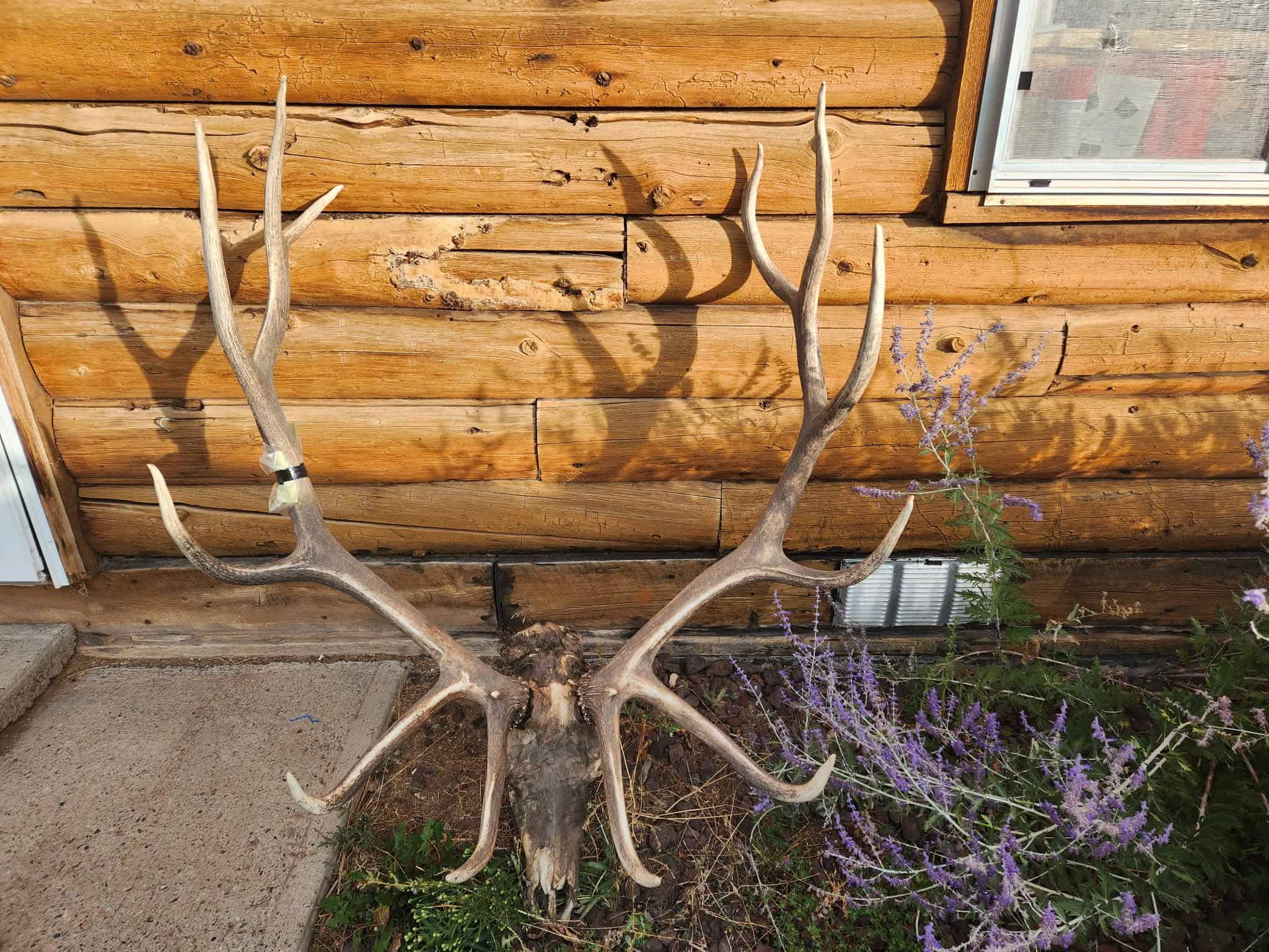 Colorado Wilderness Elk Hunting Outfitting Business for Sale