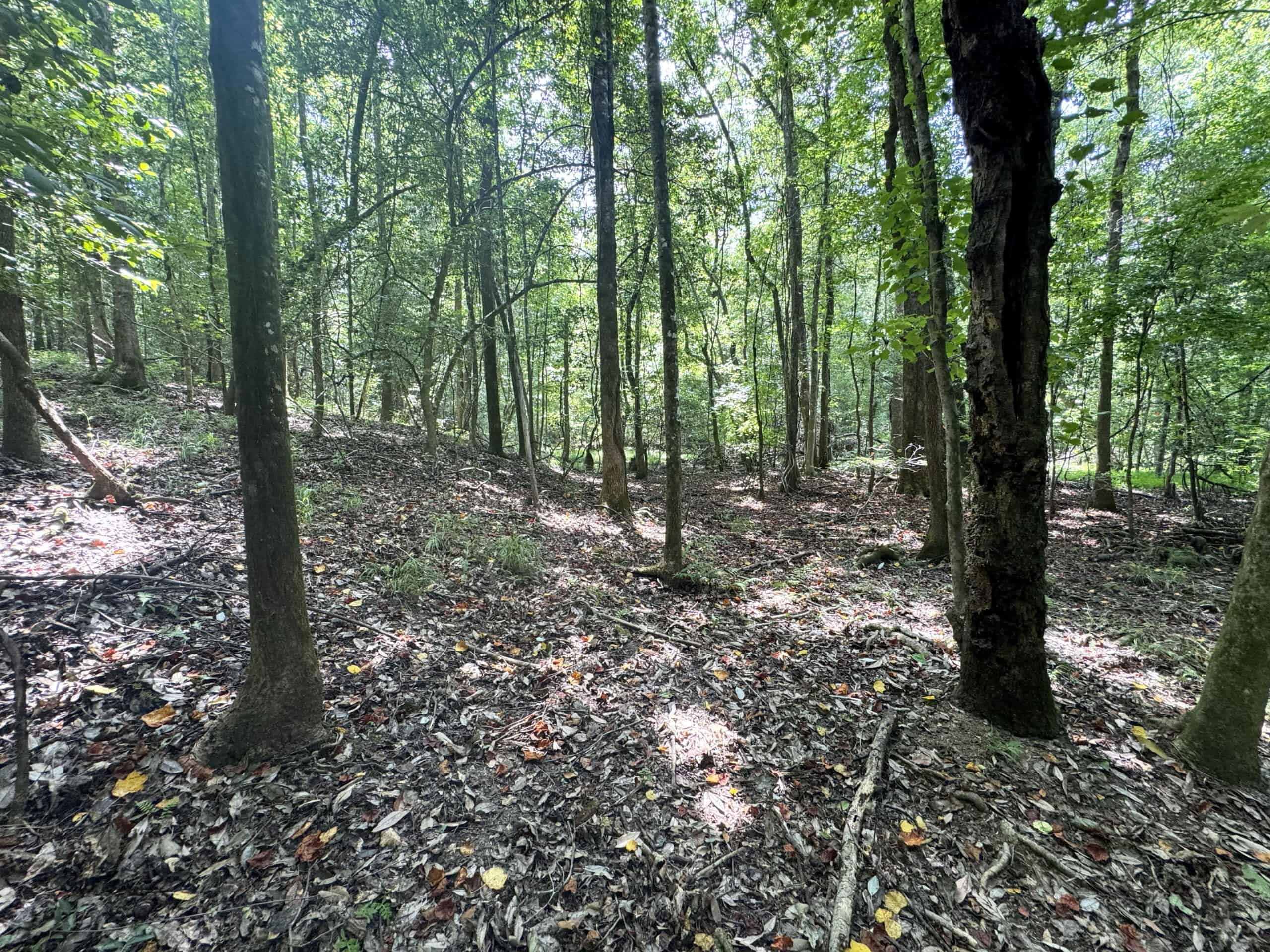 Cotton House Tract: premier 545ac hunting & recreational property in Randolph Cty