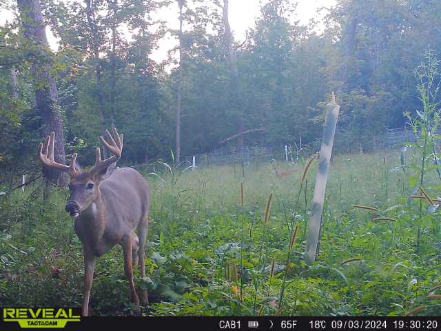 47± Acre Hunting Property with Cabin | Vernon County, Wisconsin