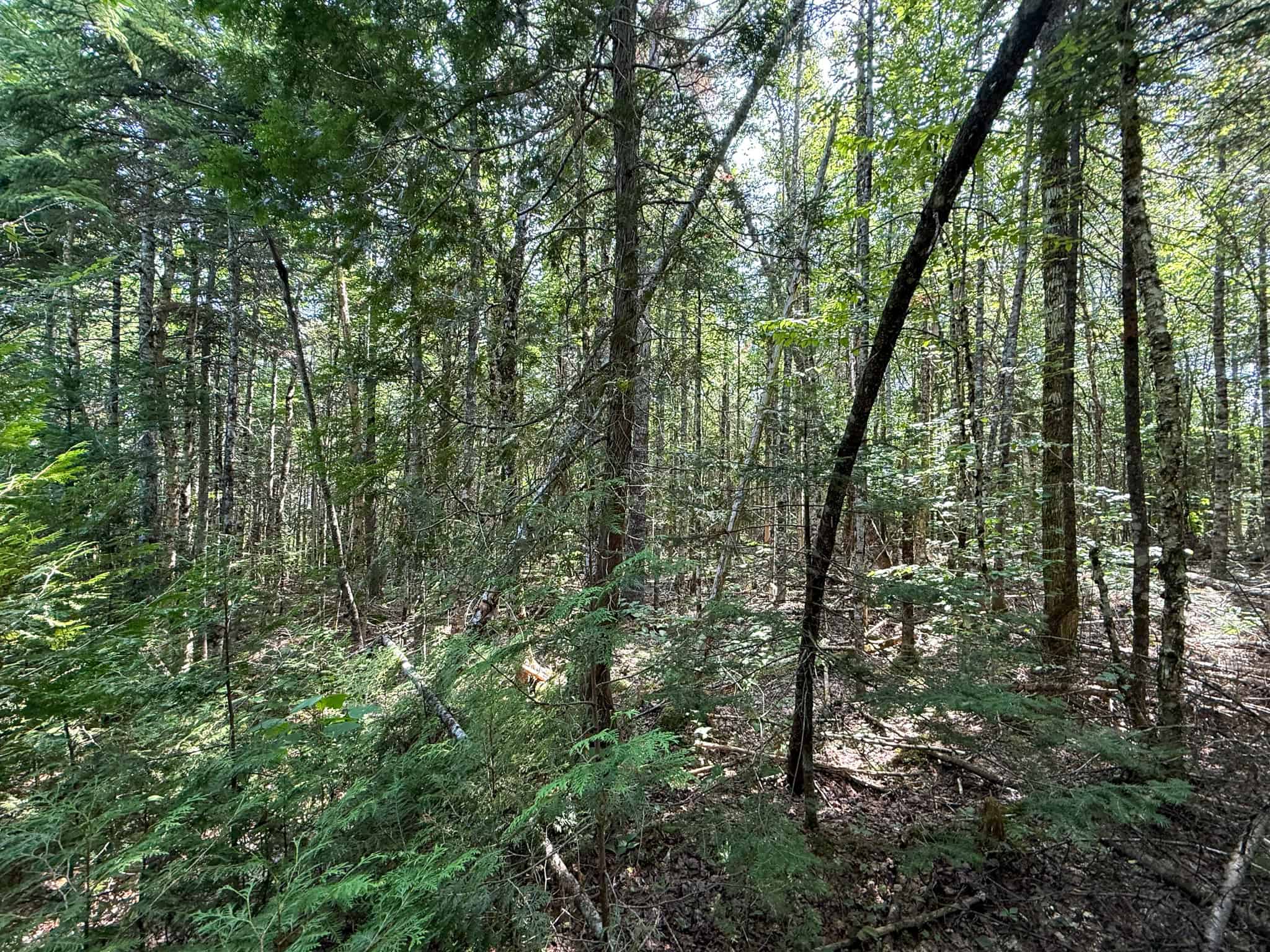 51.2 Acres & Private Cabin in the Maine Woods