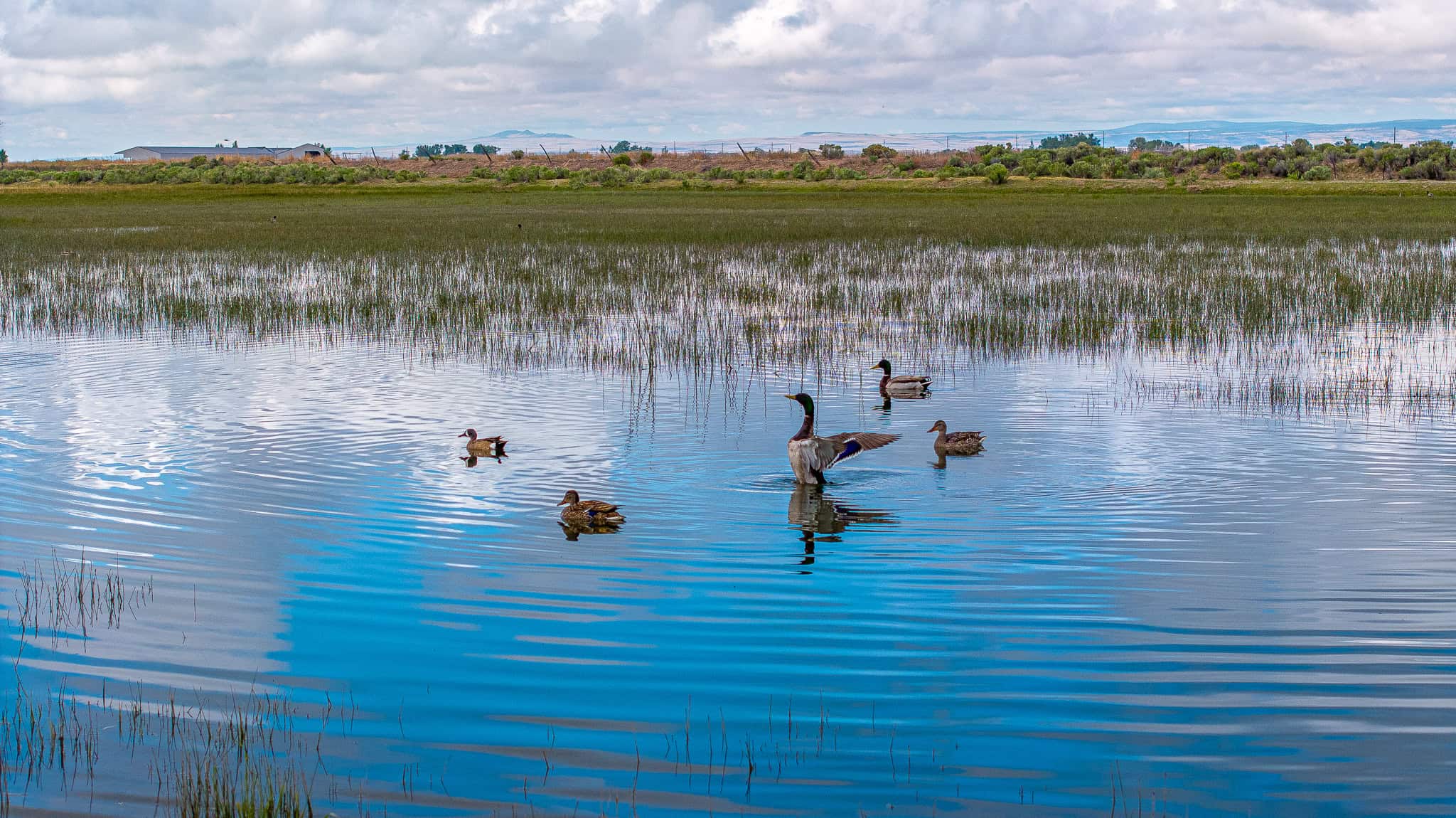 Colorado Alfalfa Farm and Waterfowl Duck Hunting Property