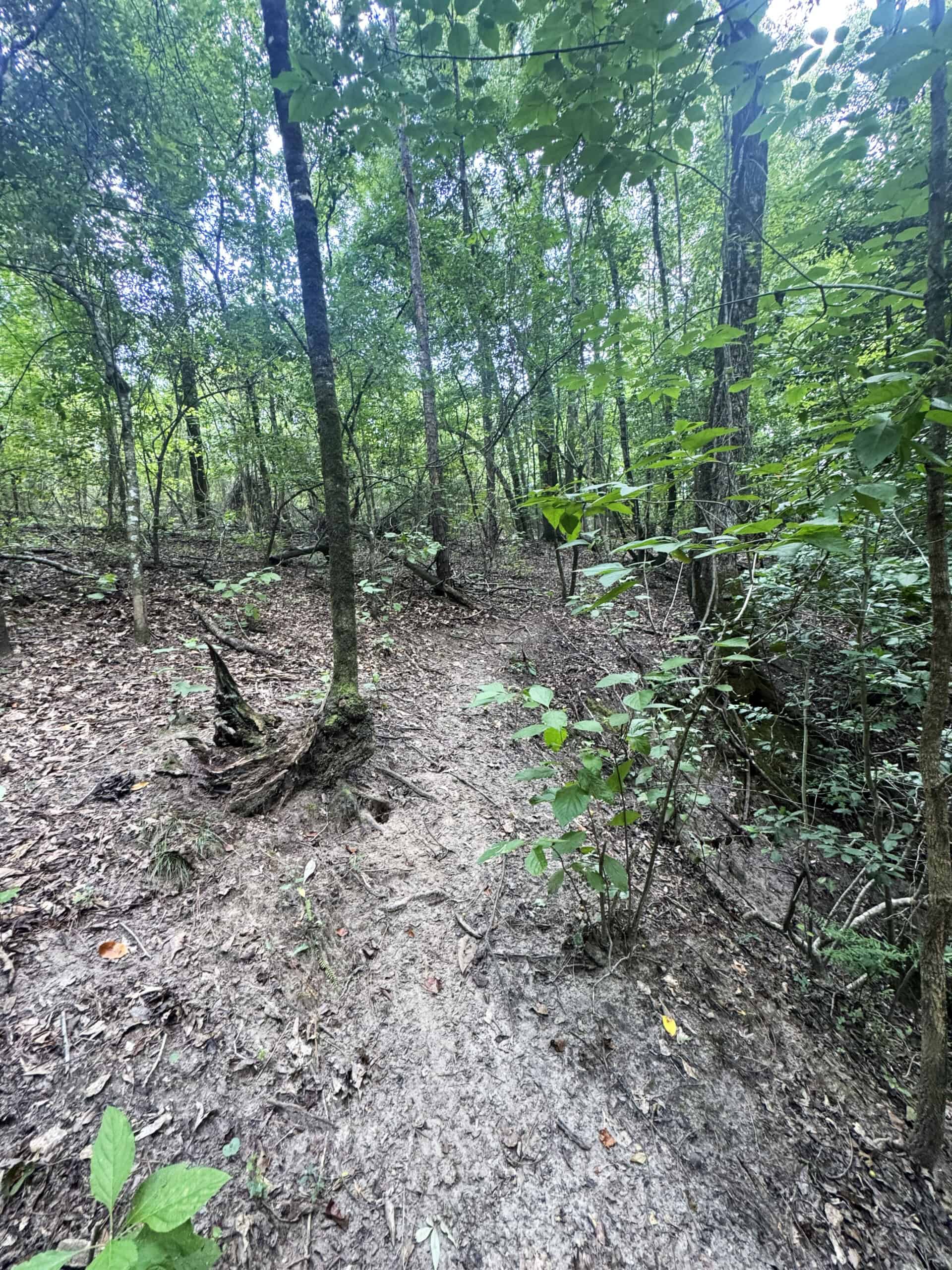 Cotton House Tract: premier 545ac hunting & recreational property in Randolph Cty