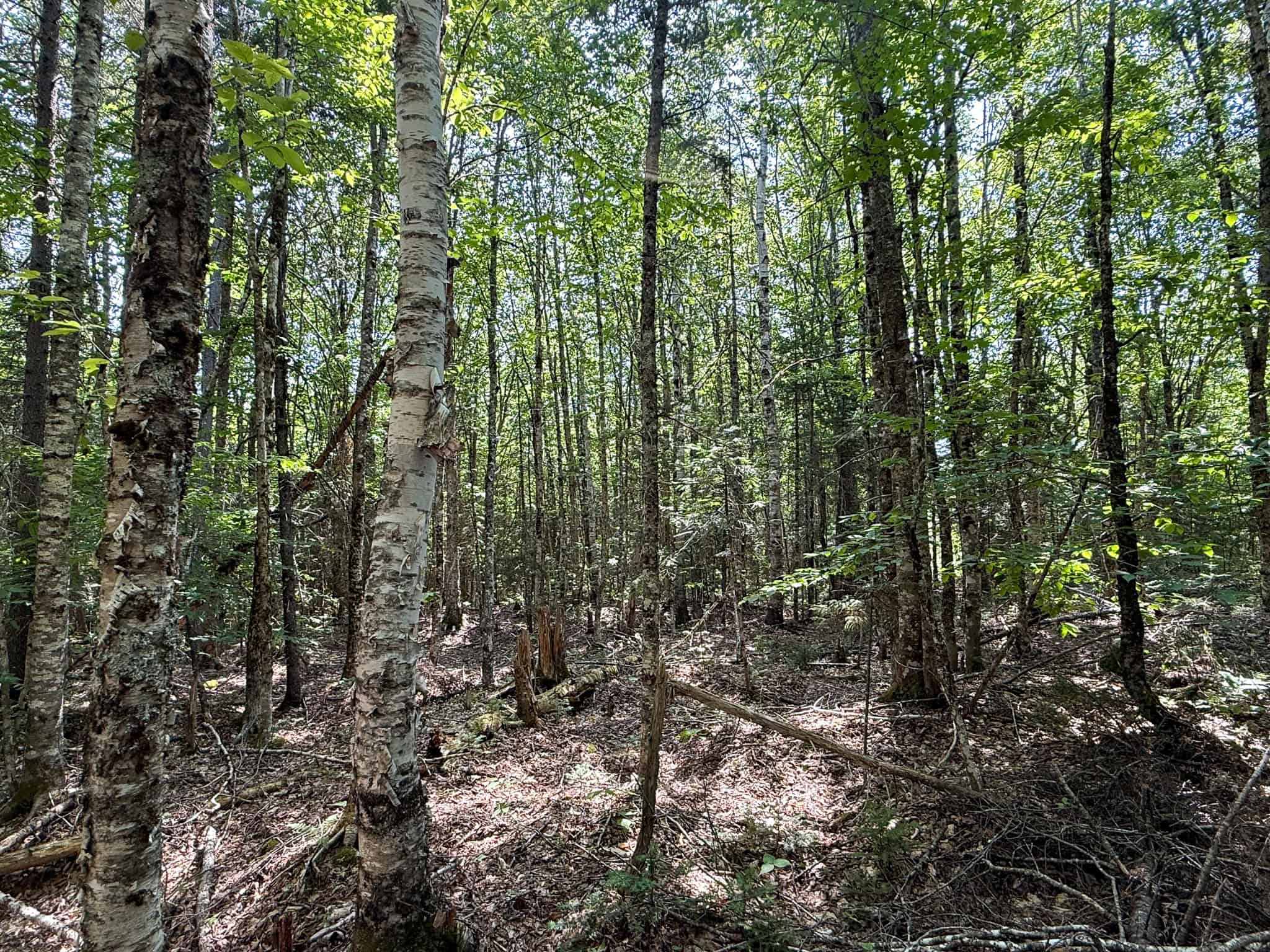 51.2 Acres & Private Cabin in the Maine Woods