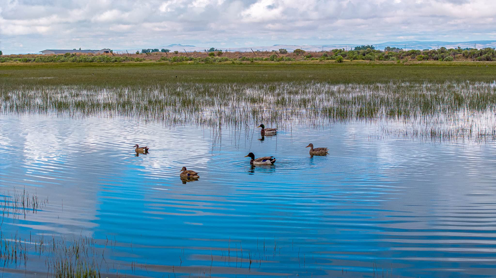 Colorado Alfalfa Farm and Waterfowl Duck Hunting Property