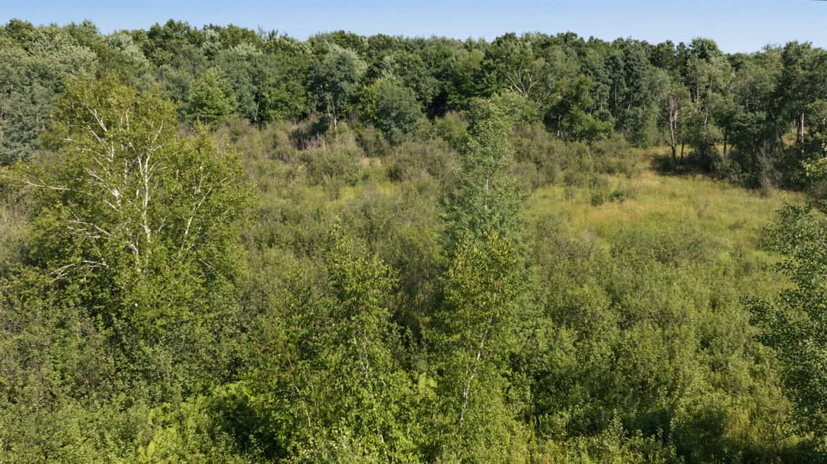 Wisconsin Conservation Land for Sale | 97± Acres in Monroe County