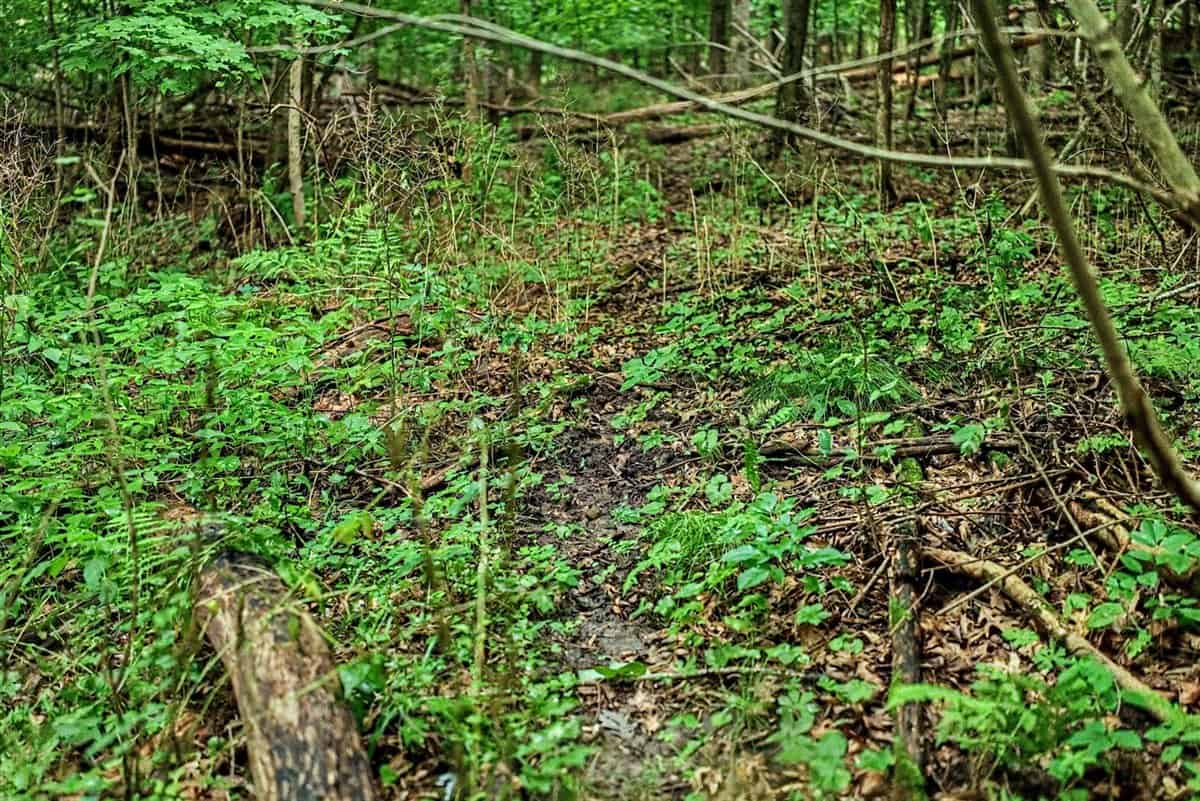 47± Acre Hunting Property with Cabin | Vernon County, Wisconsin
