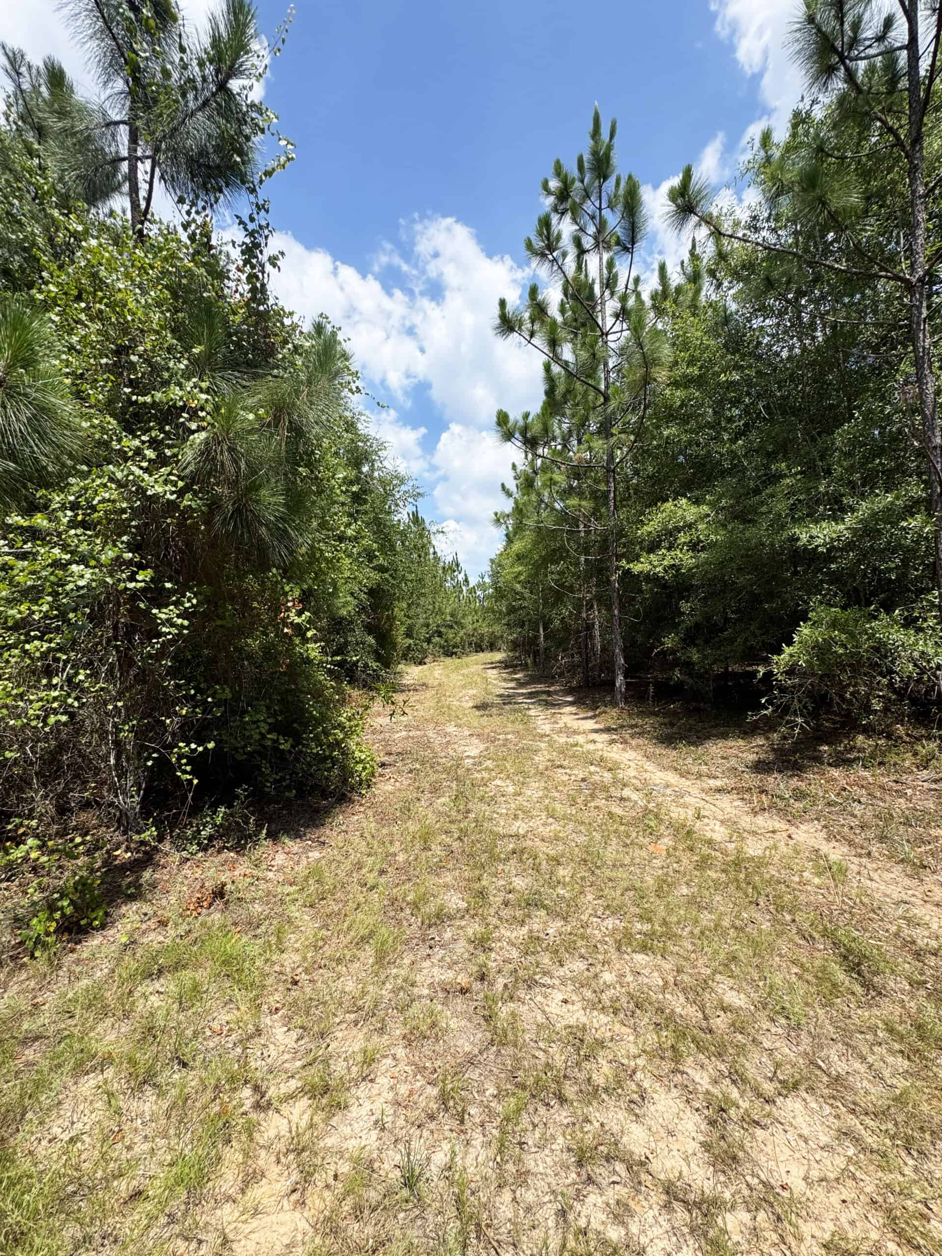 Cotton House Tract: premier 545ac hunting & recreational property in Randolph Cty