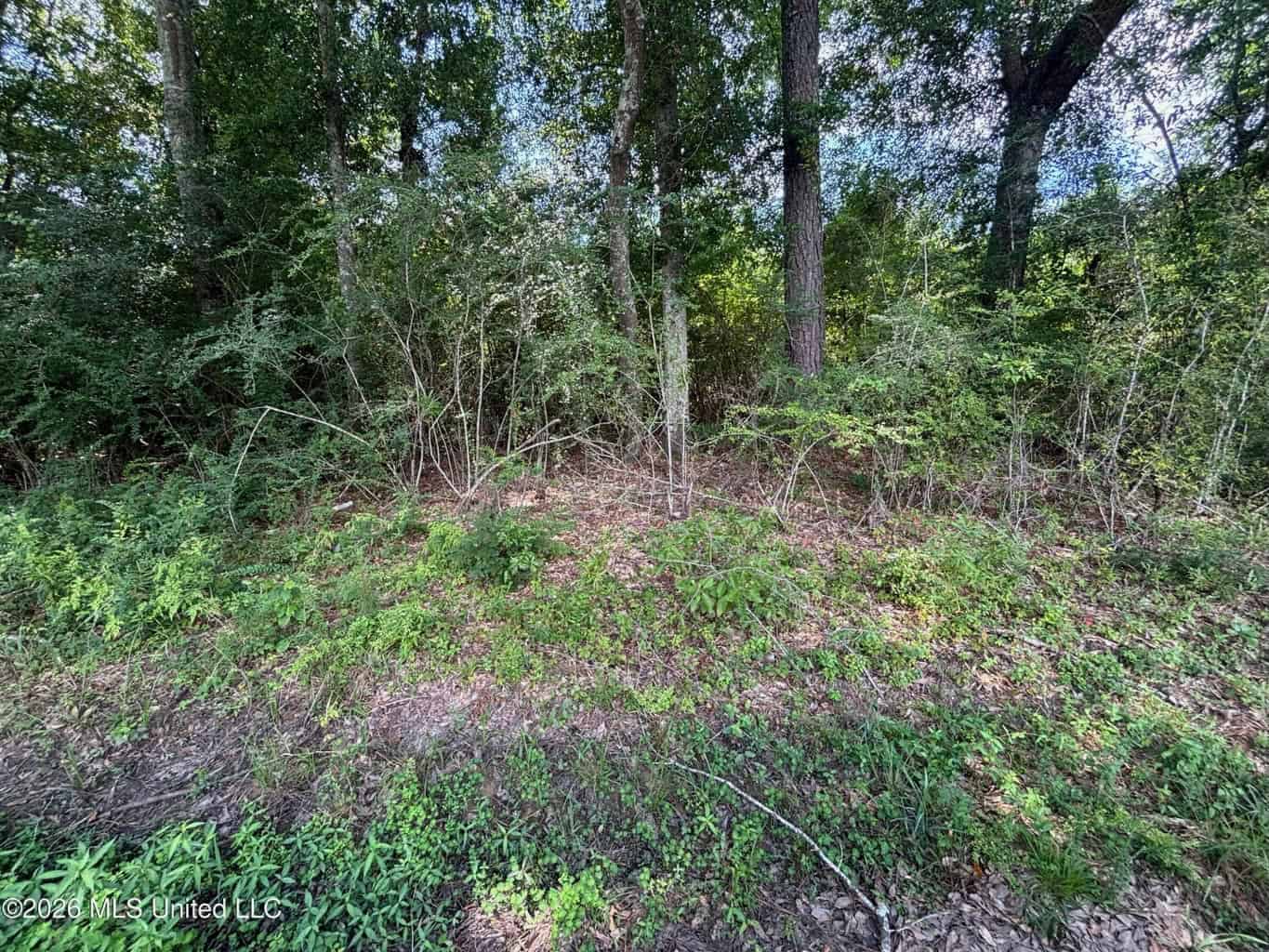 37 Acres for Sale in Morton, MS | Wooded Land