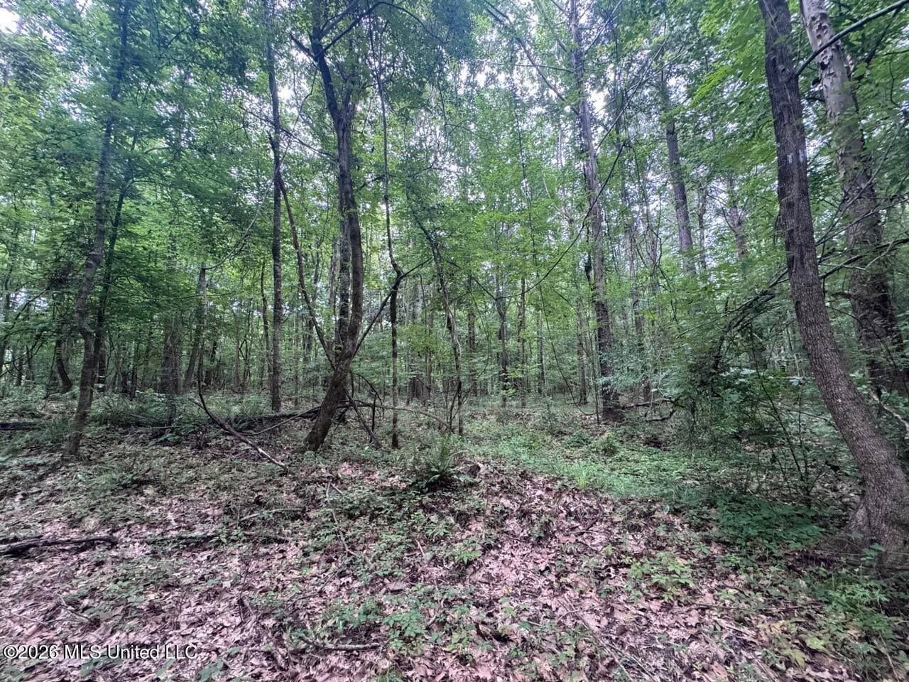 98± Acres in Natchez, MS on Second Creek