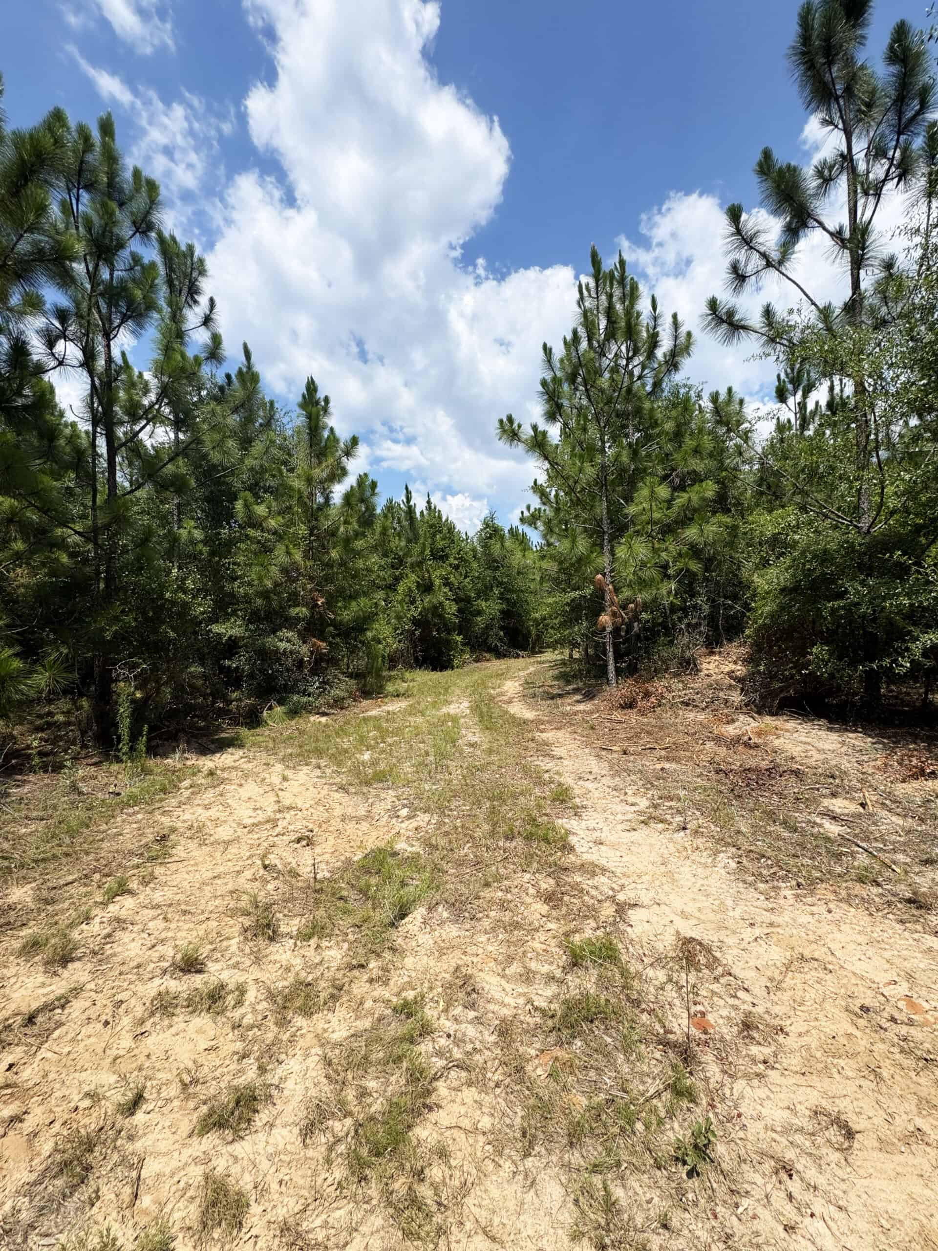 Cotton House Tract: premier 545ac hunting & recreational property in Randolph Cty