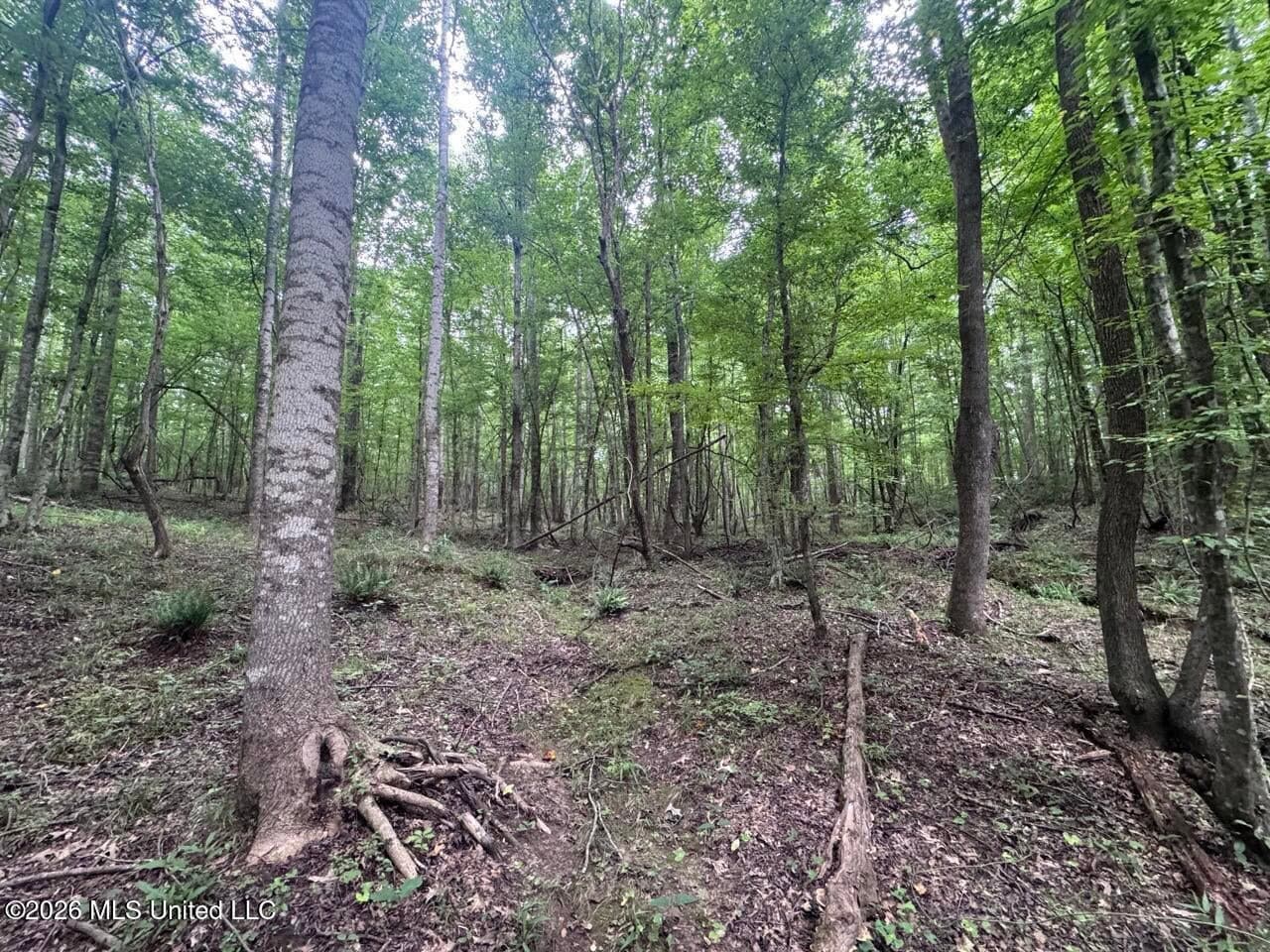 98± Acres in Natchez, MS on Second Creek