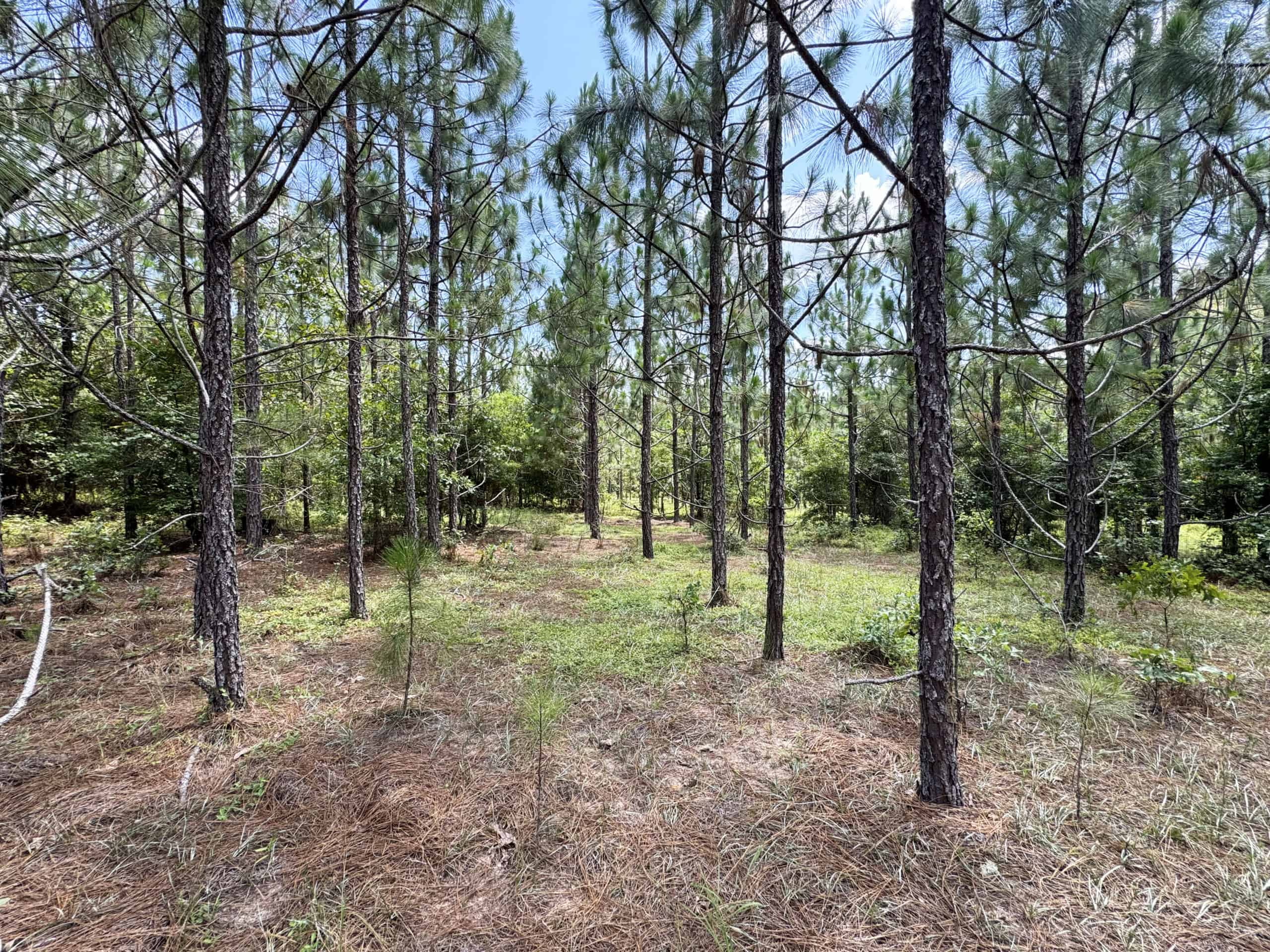 Cotton House Tract: premier 545ac hunting & recreational property in Randolph Cty