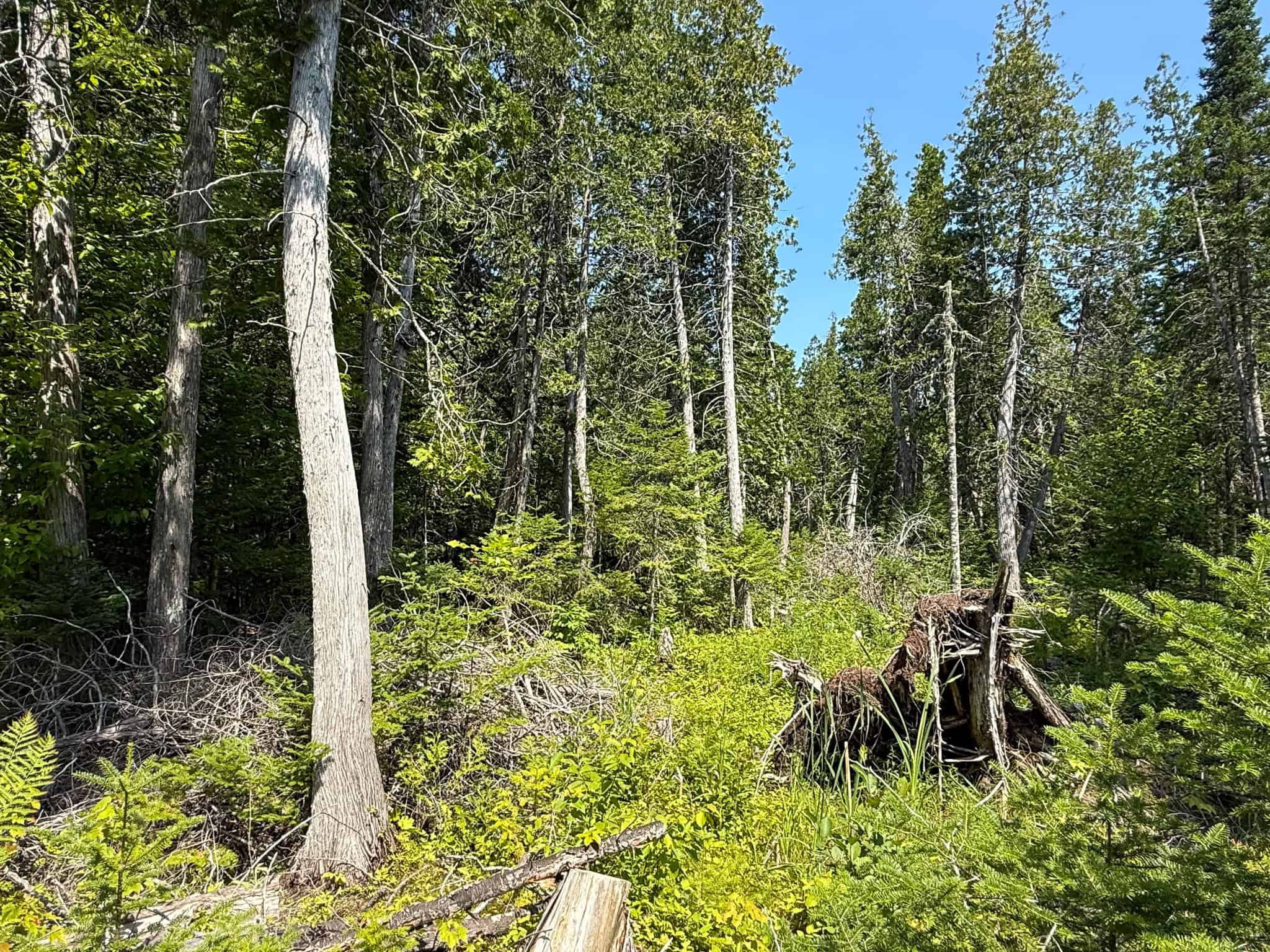 51.2 Acres & Private Cabin in the Maine Woods
