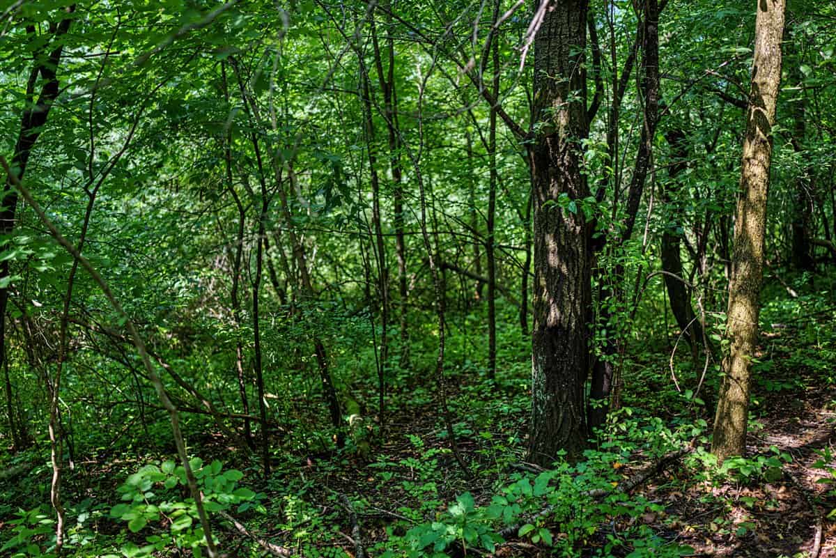 Exceptional 40± acre farm and recreational property