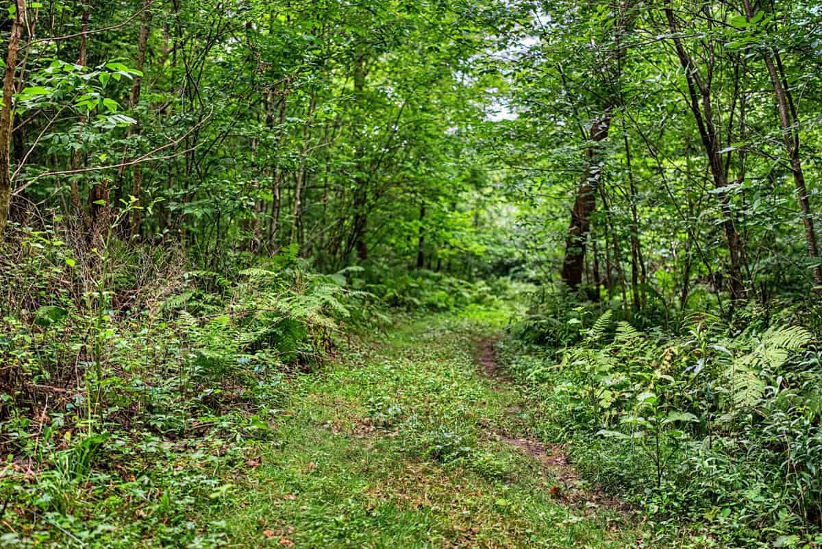 47± Acre Hunting Property with Cabin | Vernon County, Wisconsin