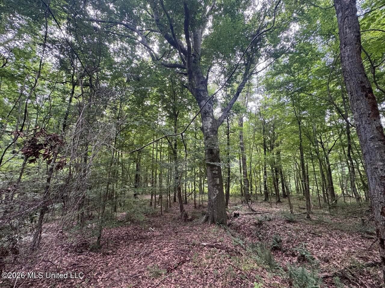 98± Acres in Natchez, MS on Second Creek