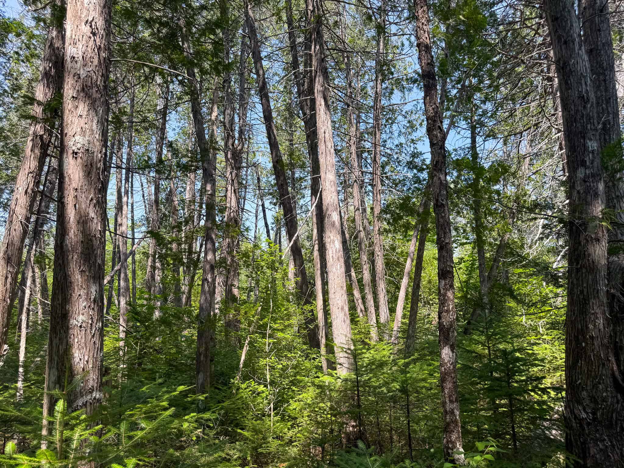 51.2 Acres & Private Cabin in the Maine Woods