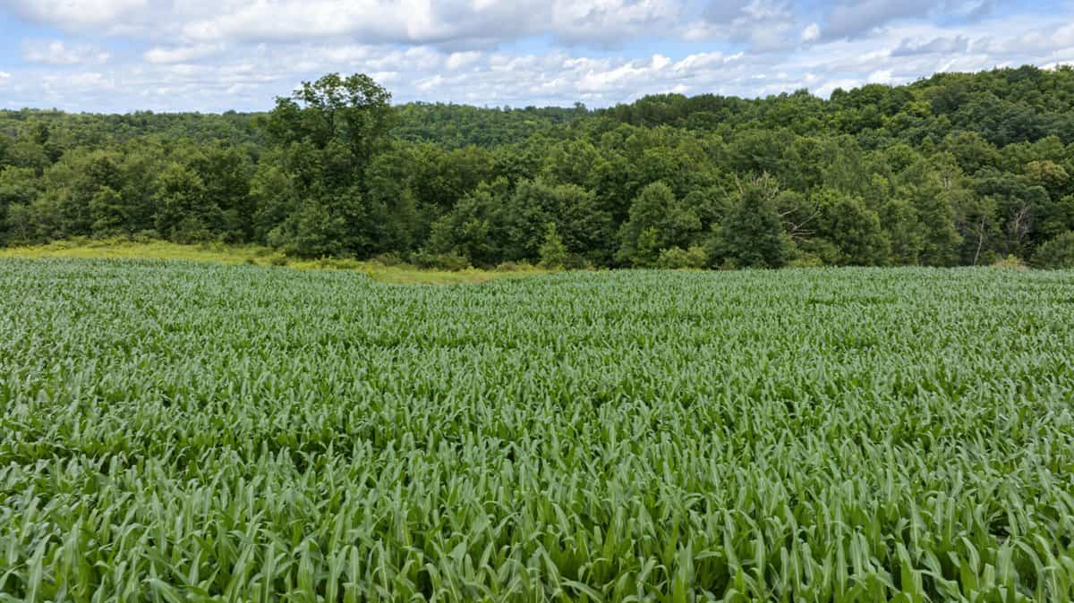 Exceptional 40± acre farm and recreational property